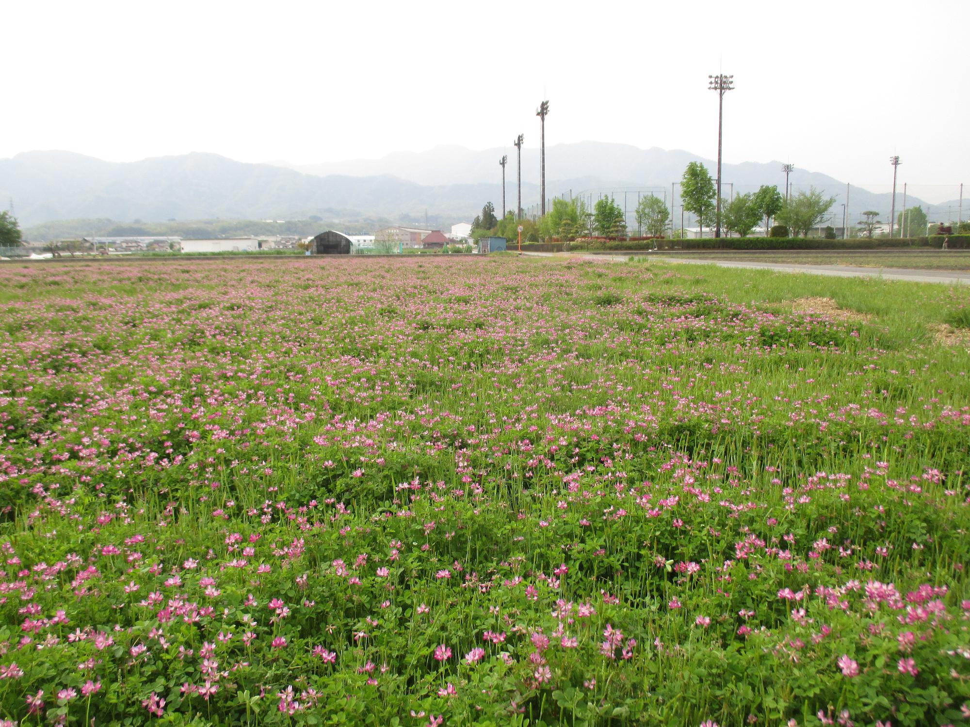 中巨摩第2グラウンド付近れんげ開花状況