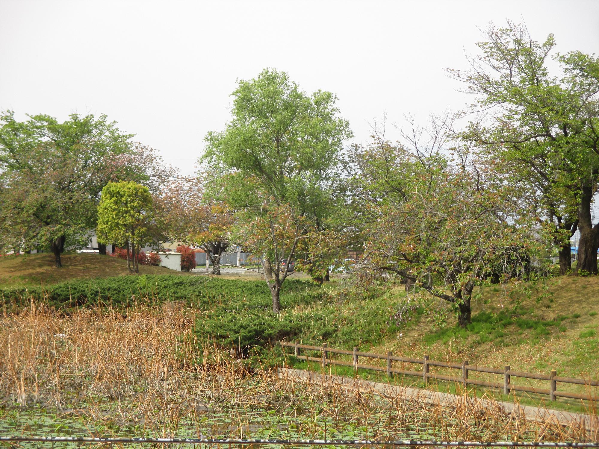 玉穂ふれあい広場の桜開花状況