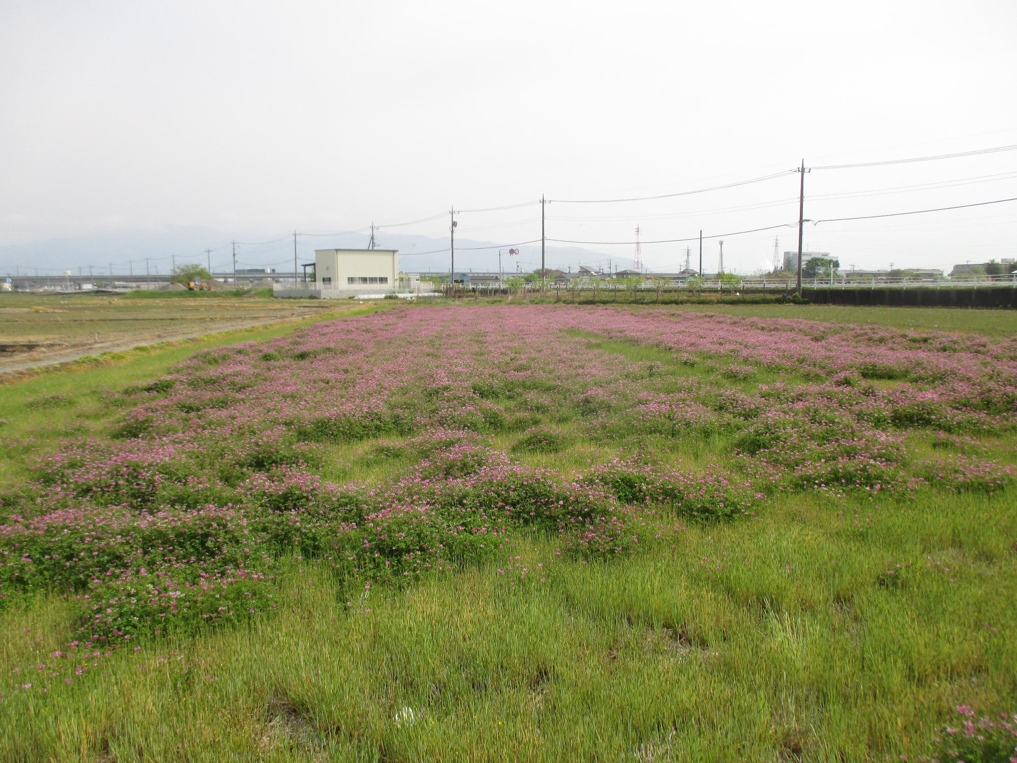 成島地区れんげ開花状況