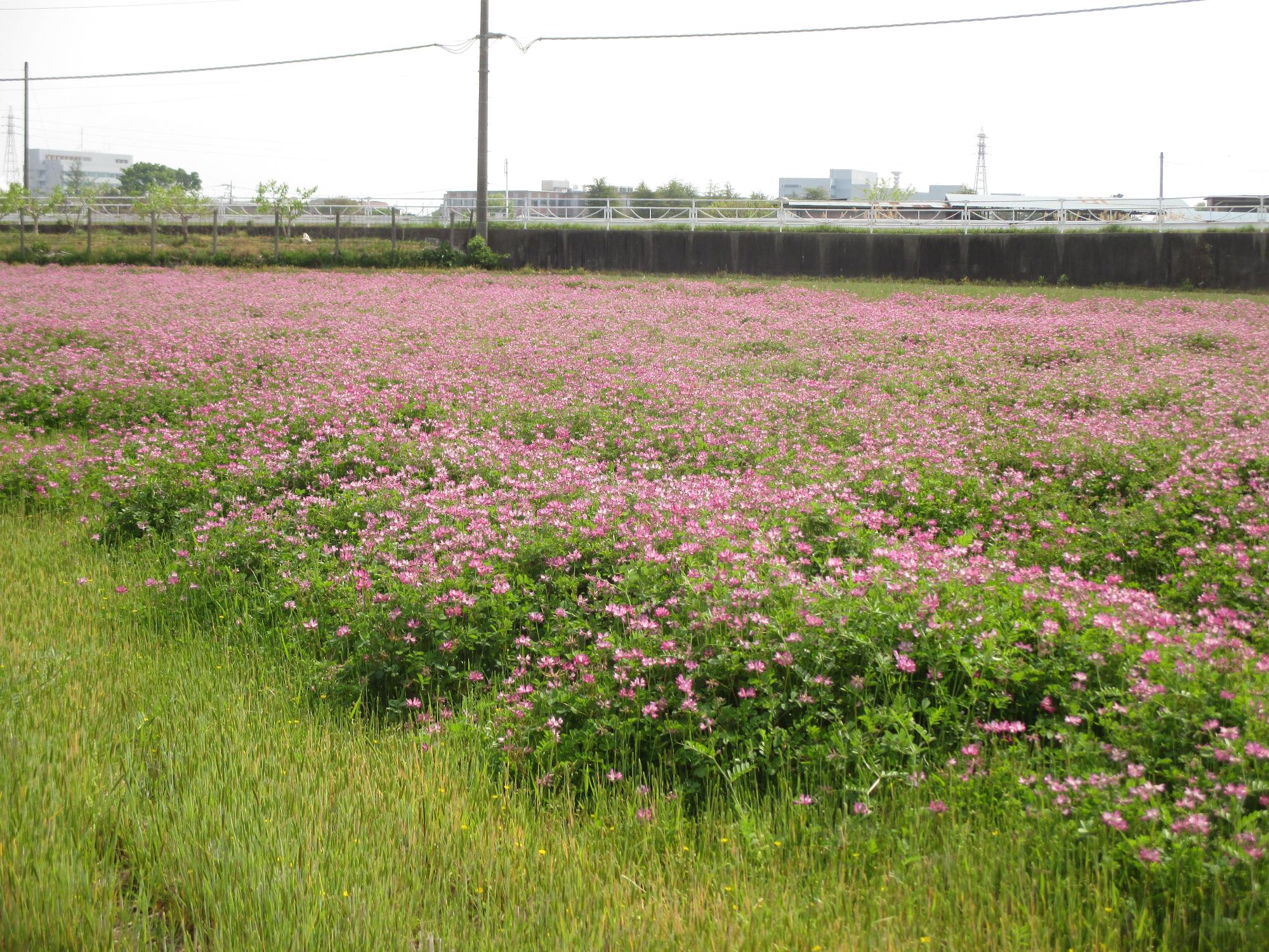 成島地区れんげ開花状況