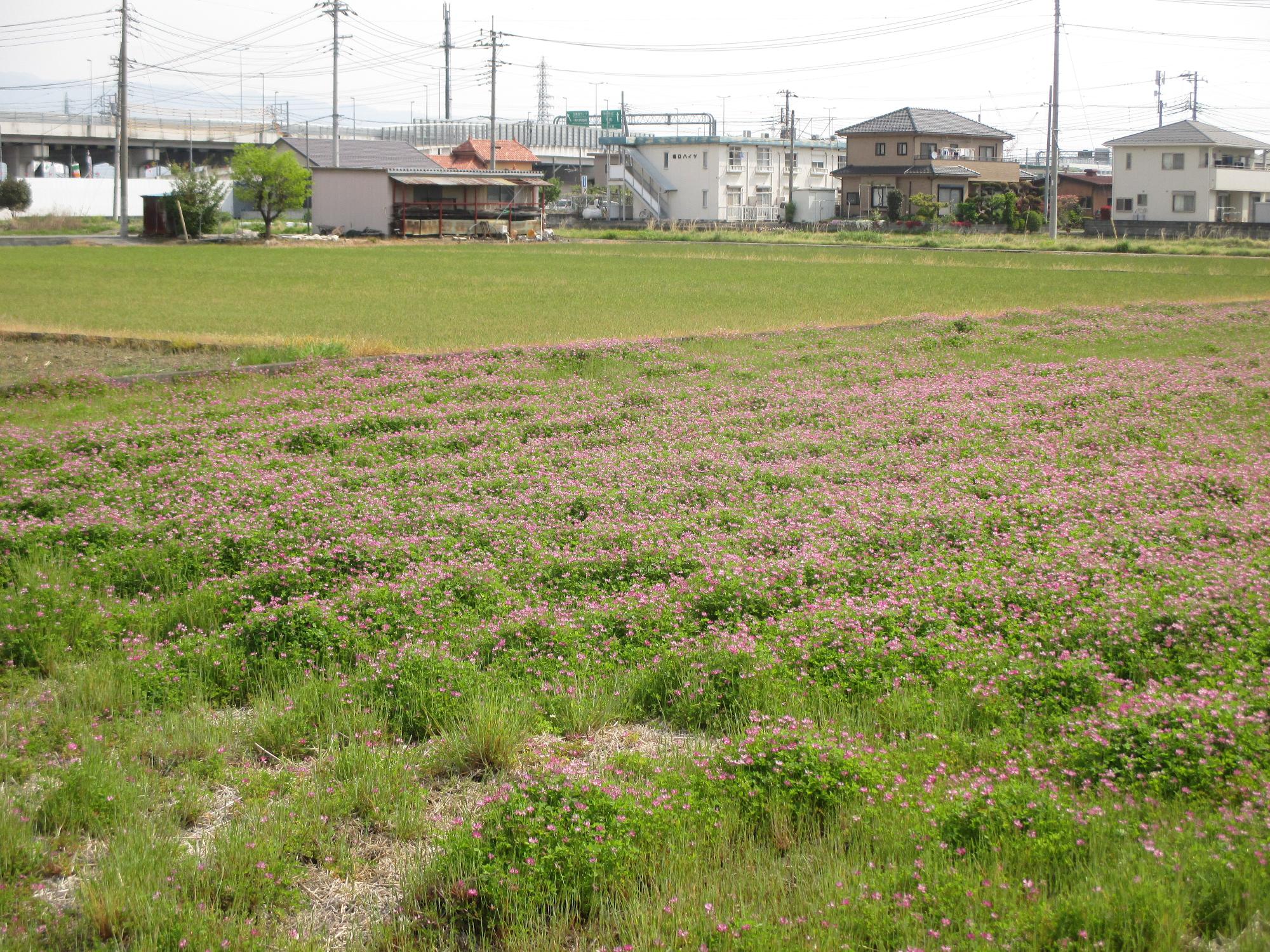 小井川駅付近開花状況