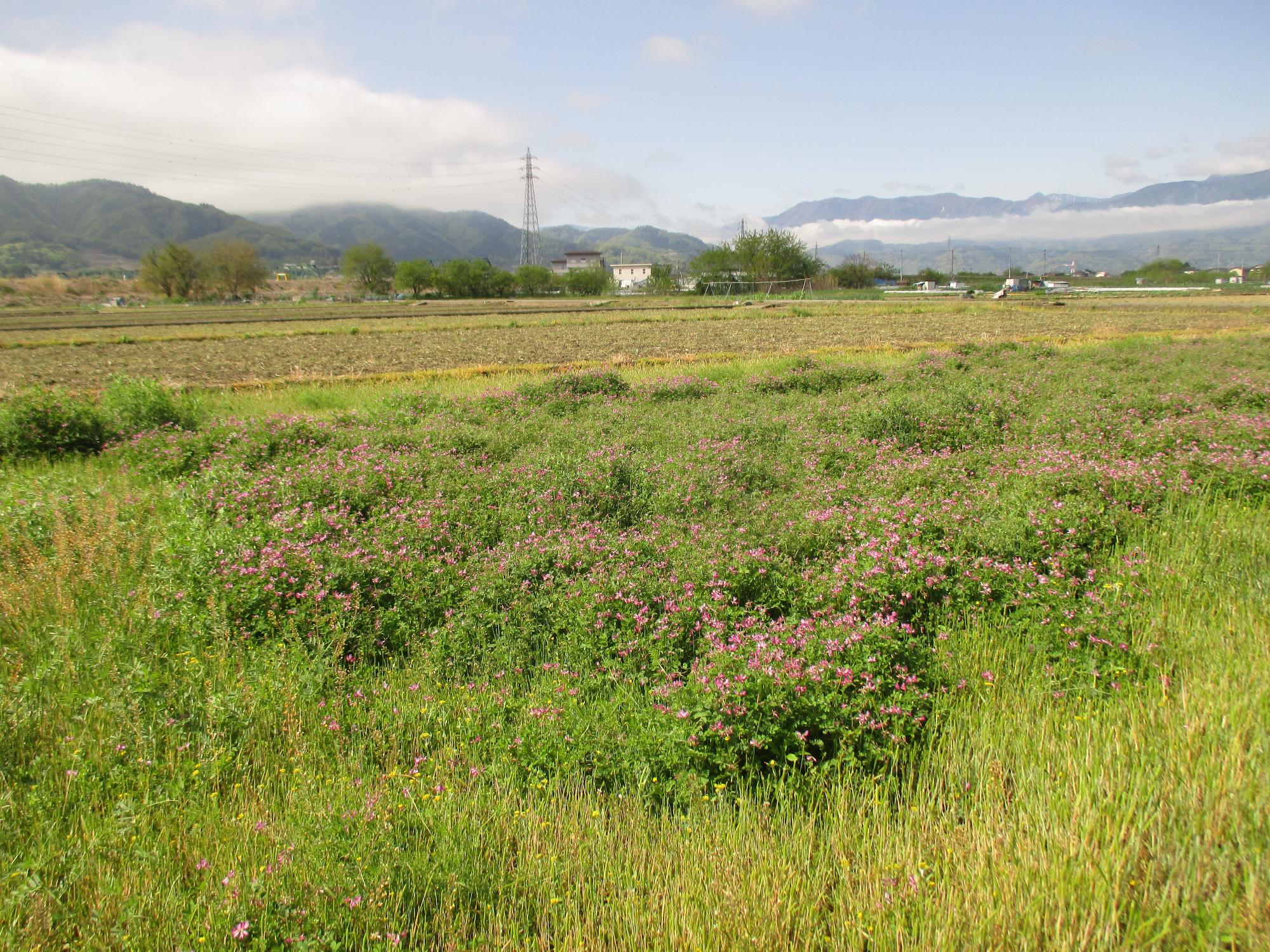 田富第3保育園付近開花状況