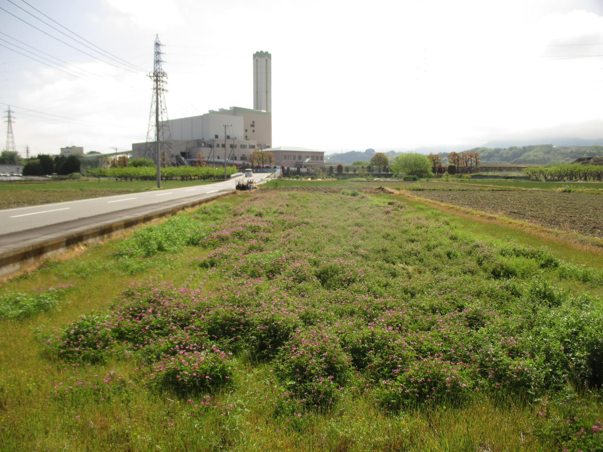 田富第3保育園付近開花状況