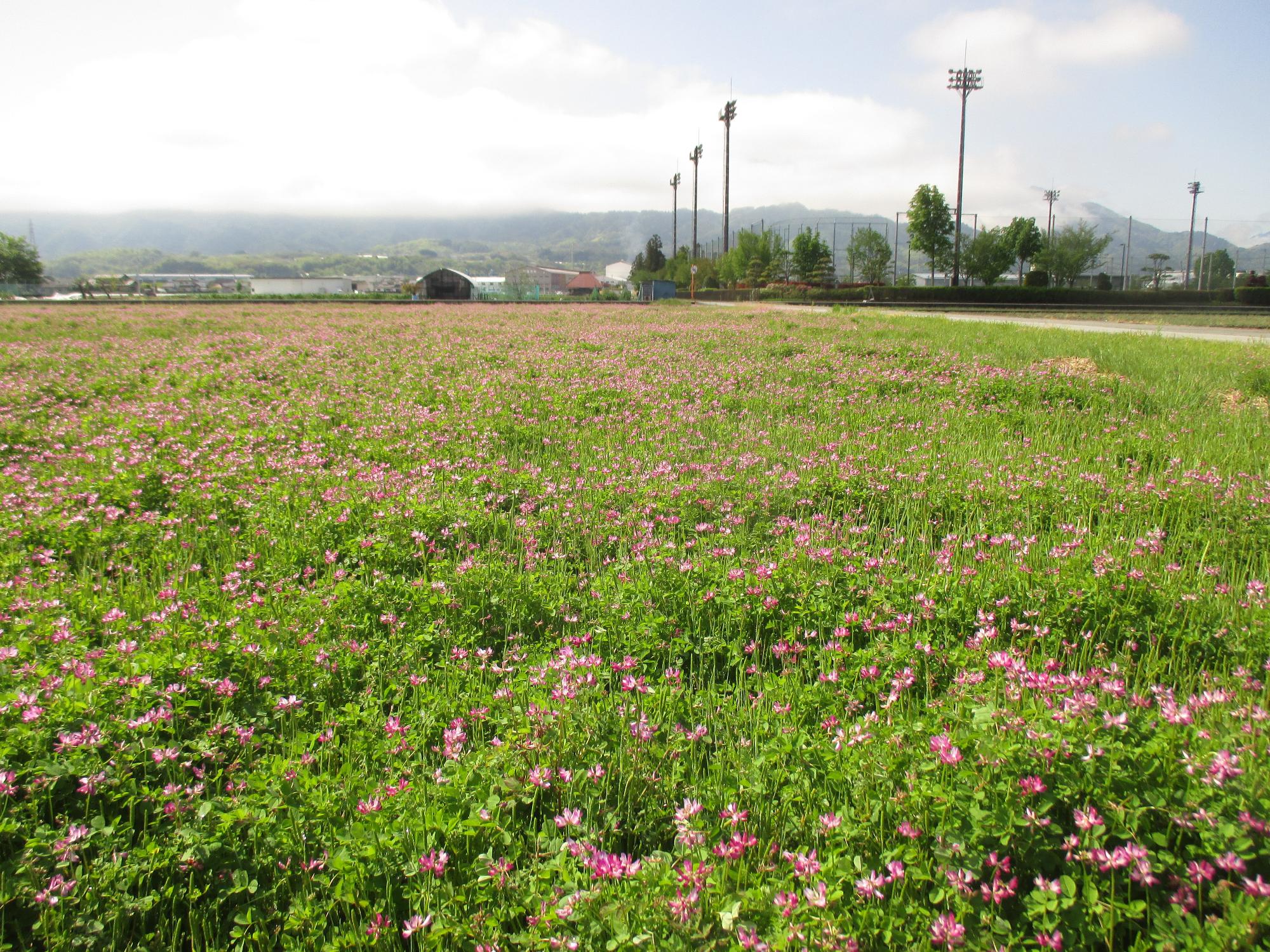 中巨摩第2グラウンド付近れんげ開花状況