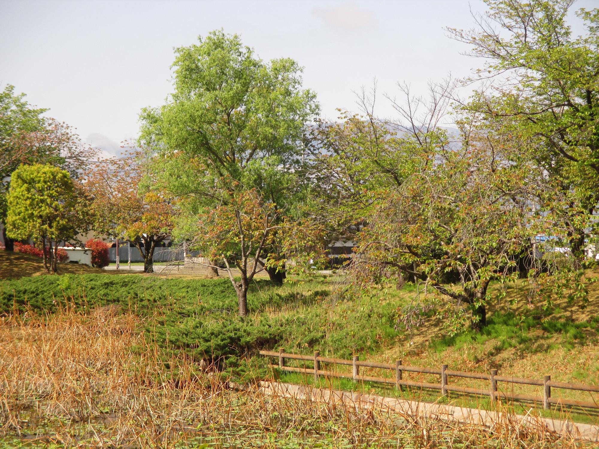 玉穂ふれあい広場の桜開花状況