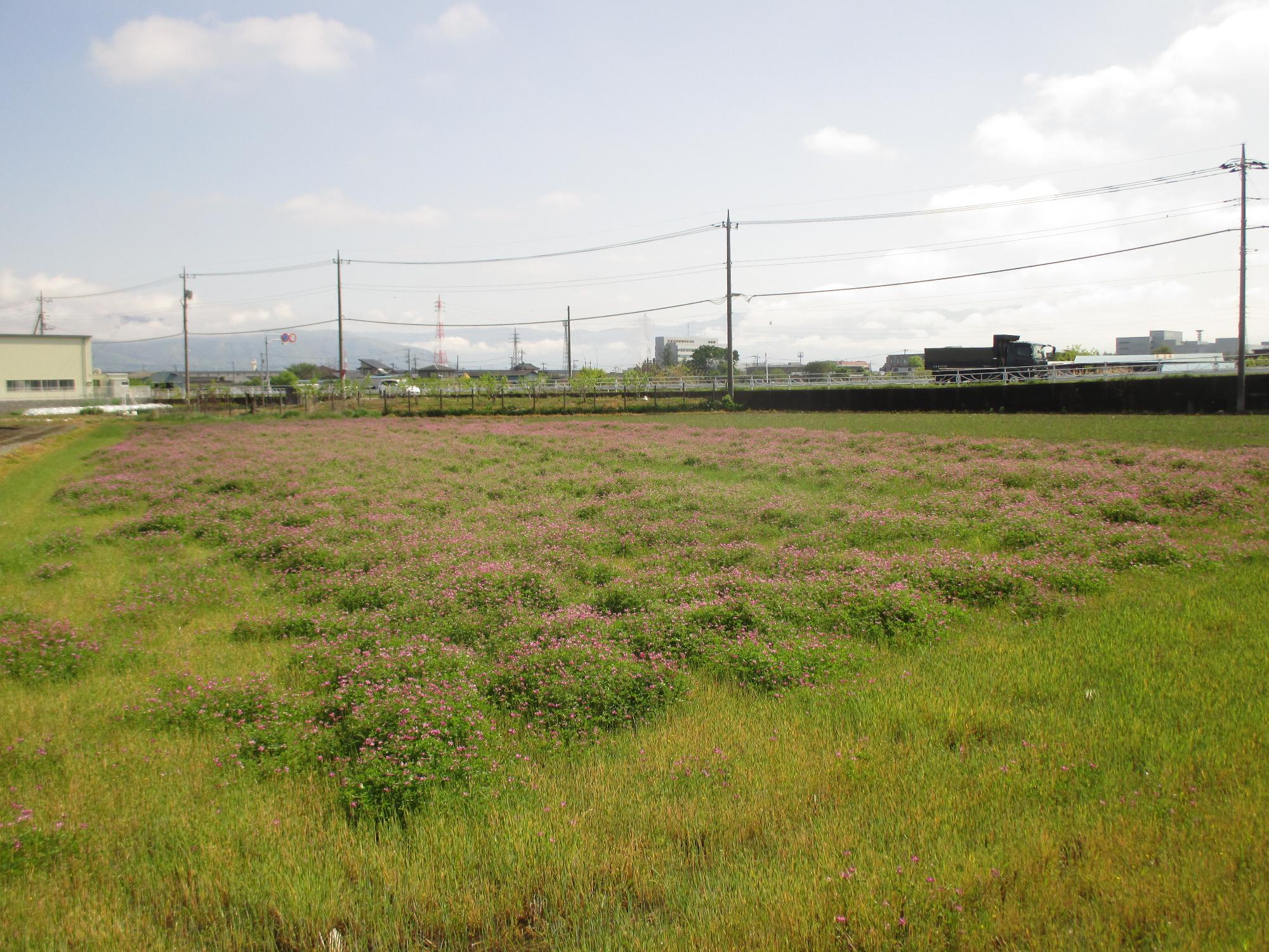 成島地区の開花状況