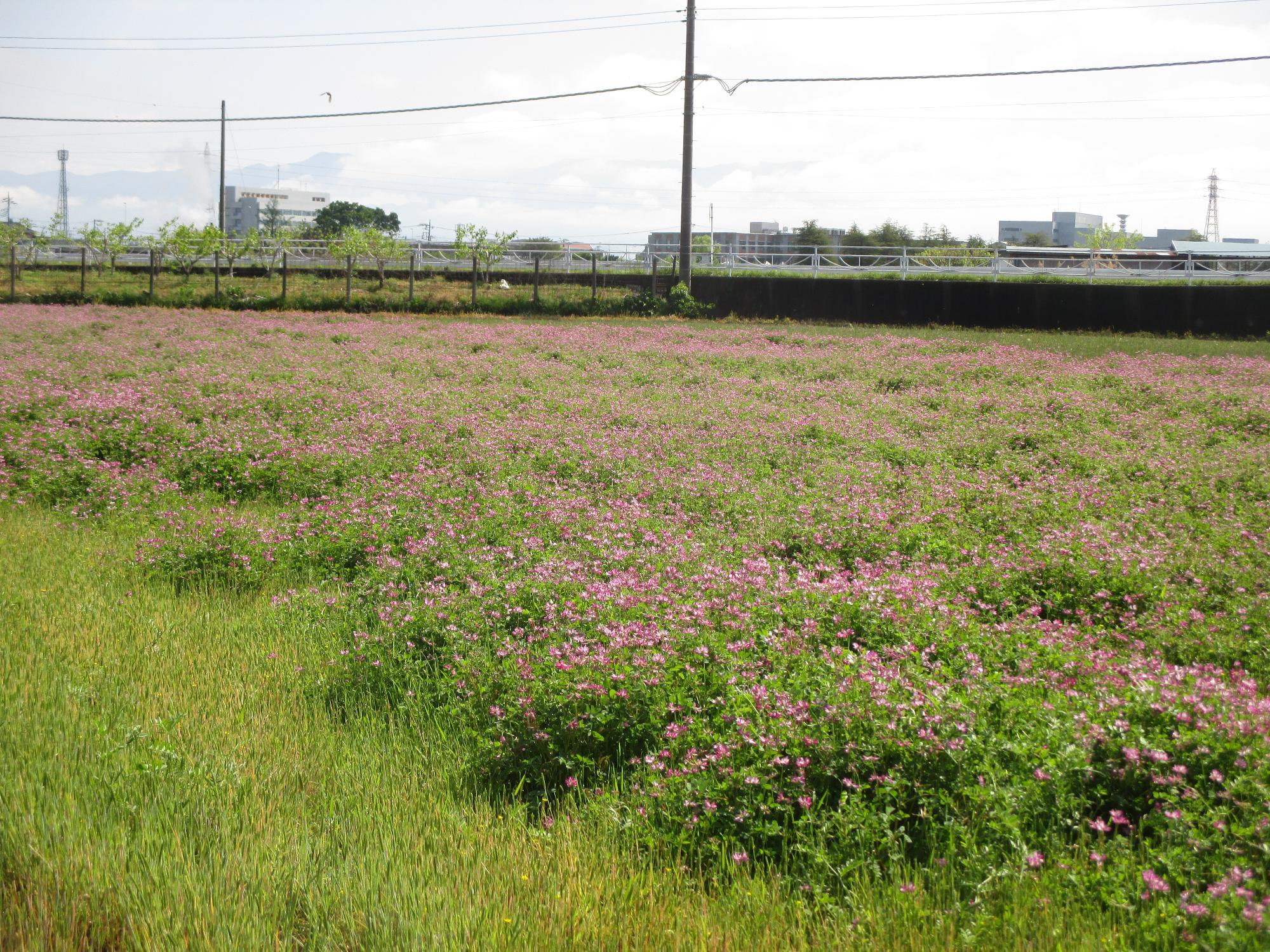 成島地区の開花状況