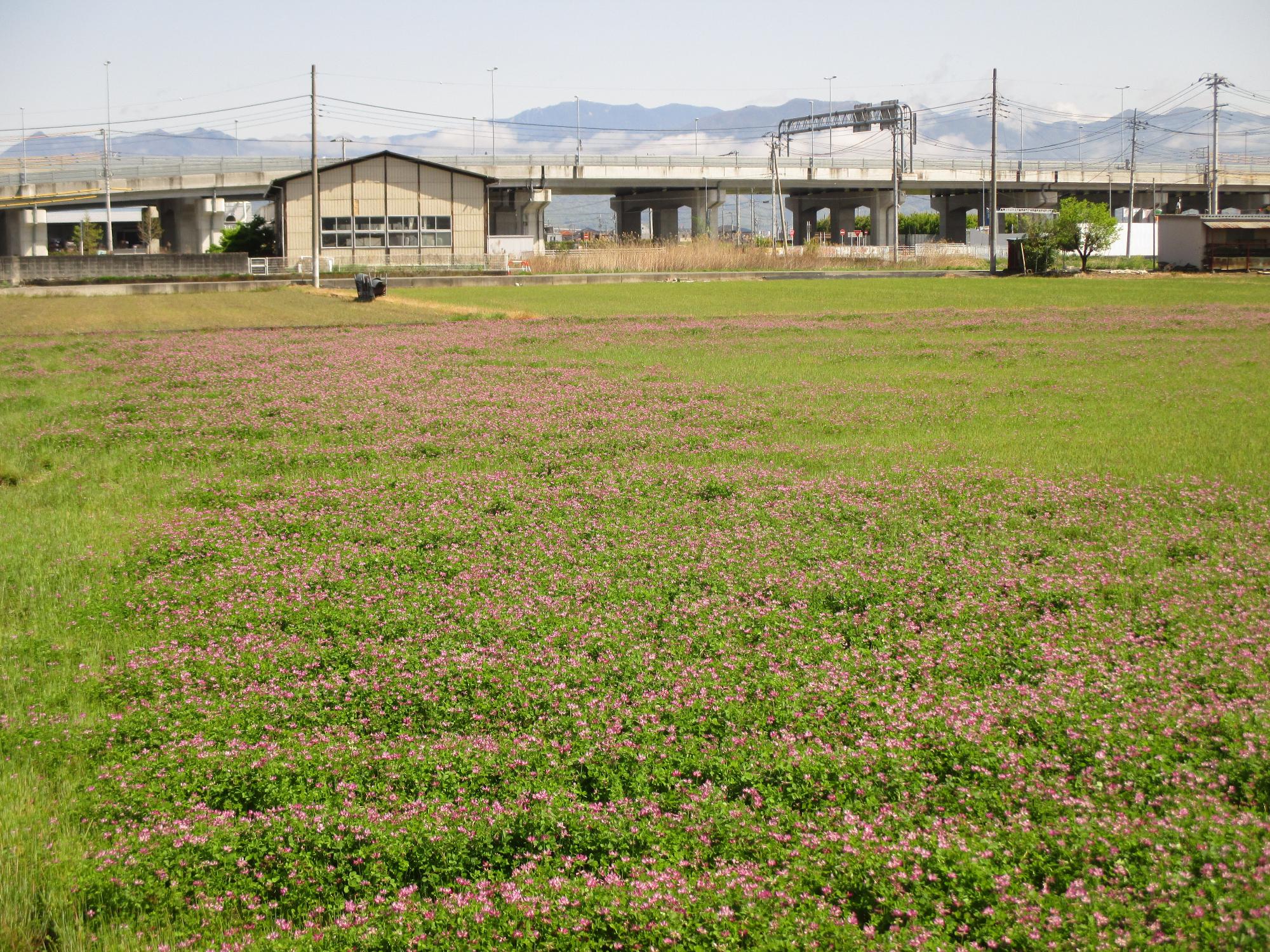 小井川駅付近開花状況