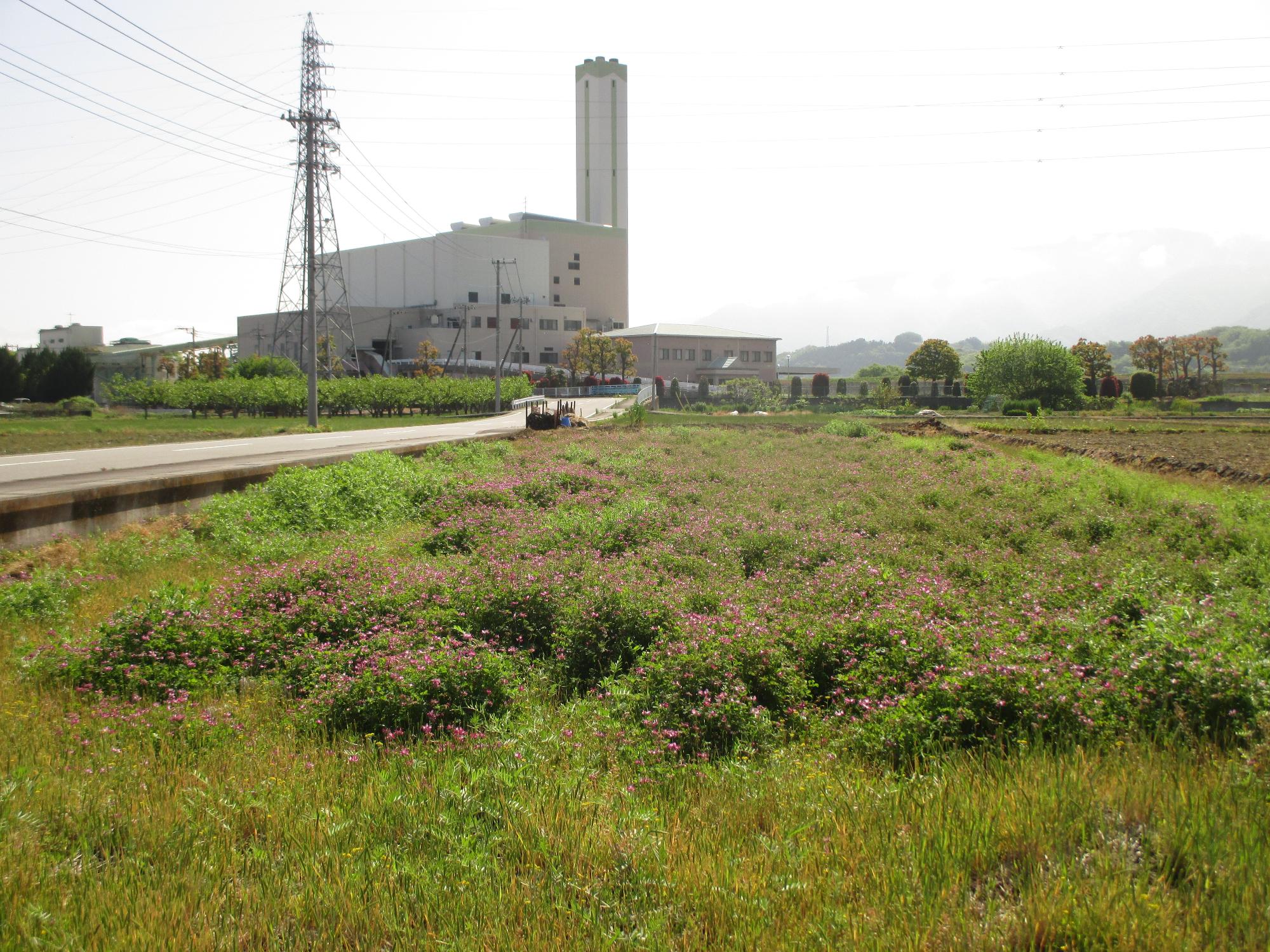 田富第3保育園付近れんげ開花状況