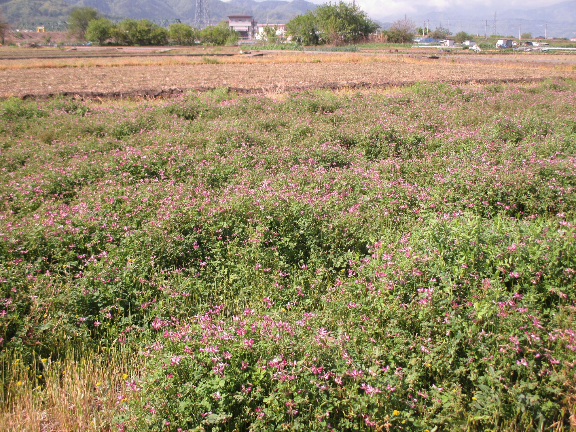 田富第3保育園付近れんげ開花状況