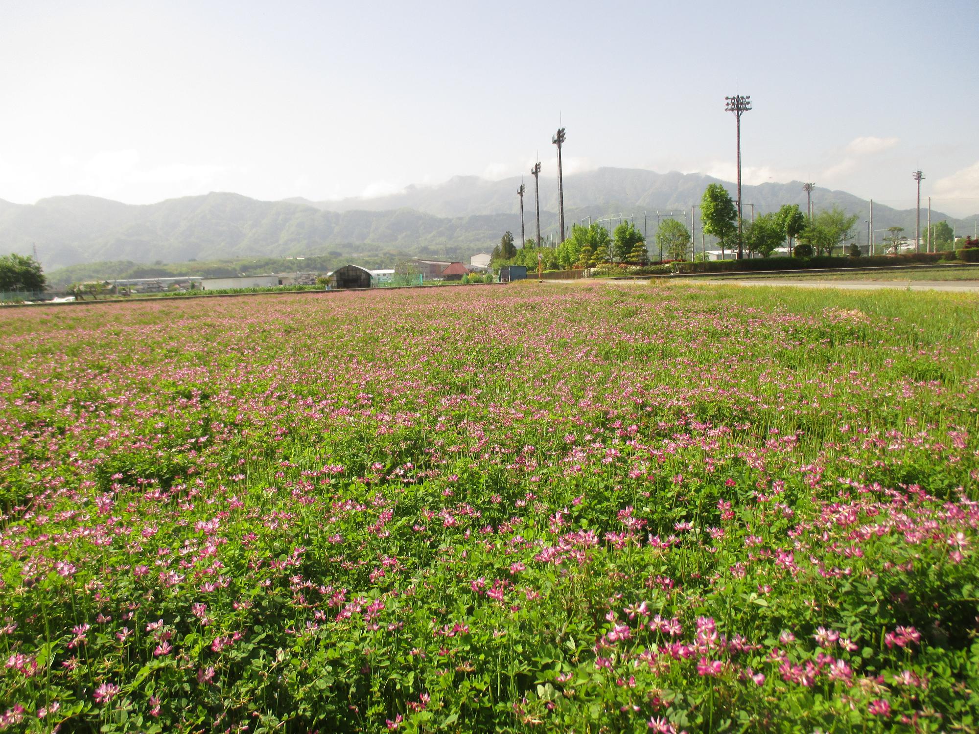 中巨摩第2グラウンド付近れんげ開花状況