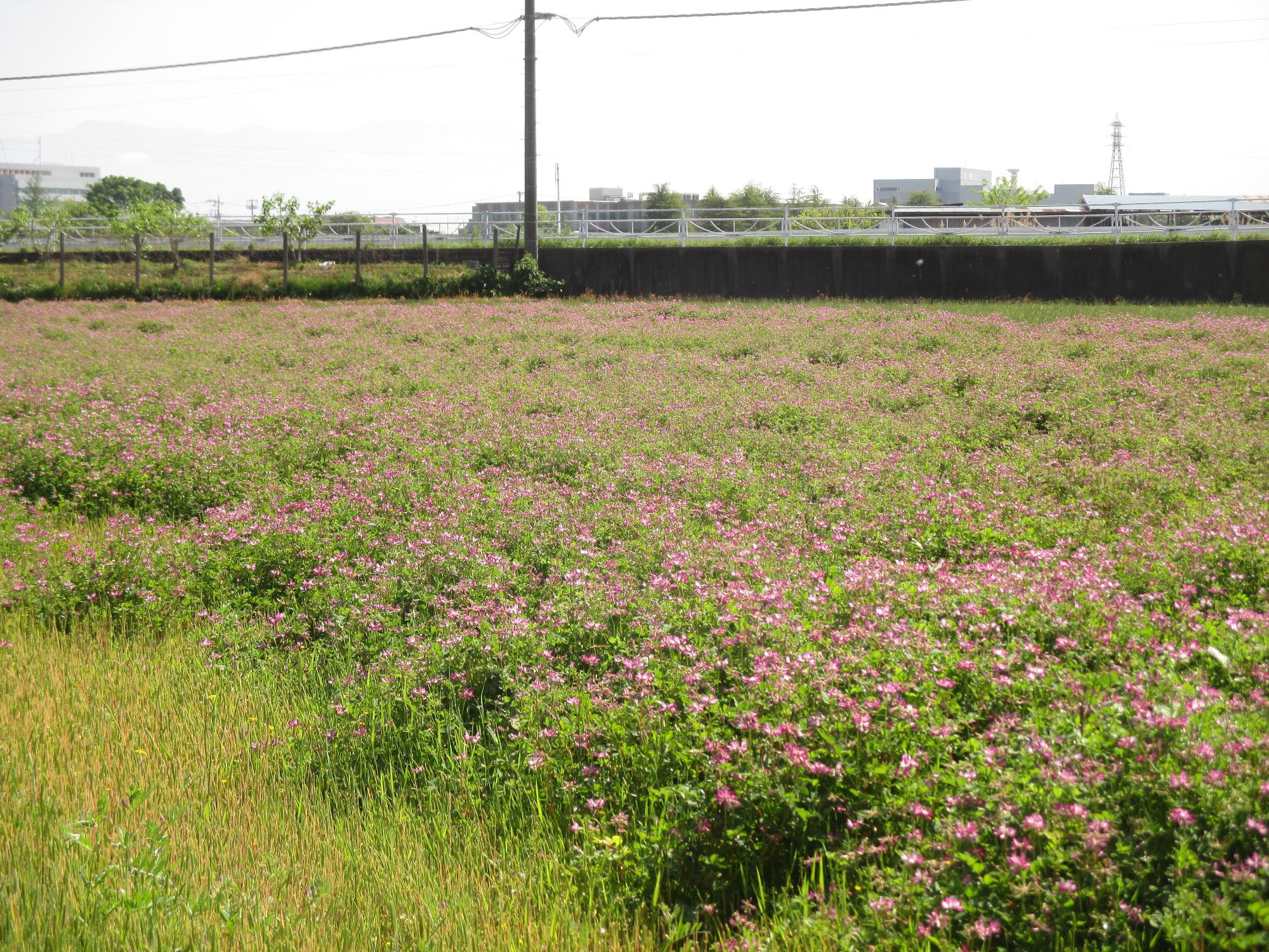 成島地区のれんげ開花状況