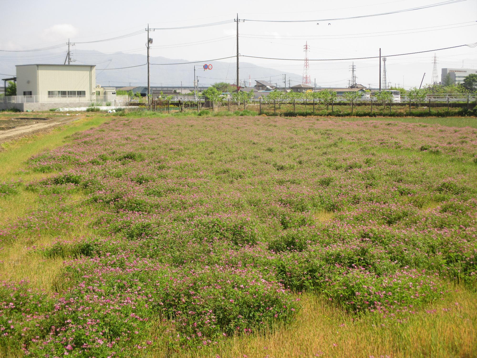 成島地区のれんげ開花状況