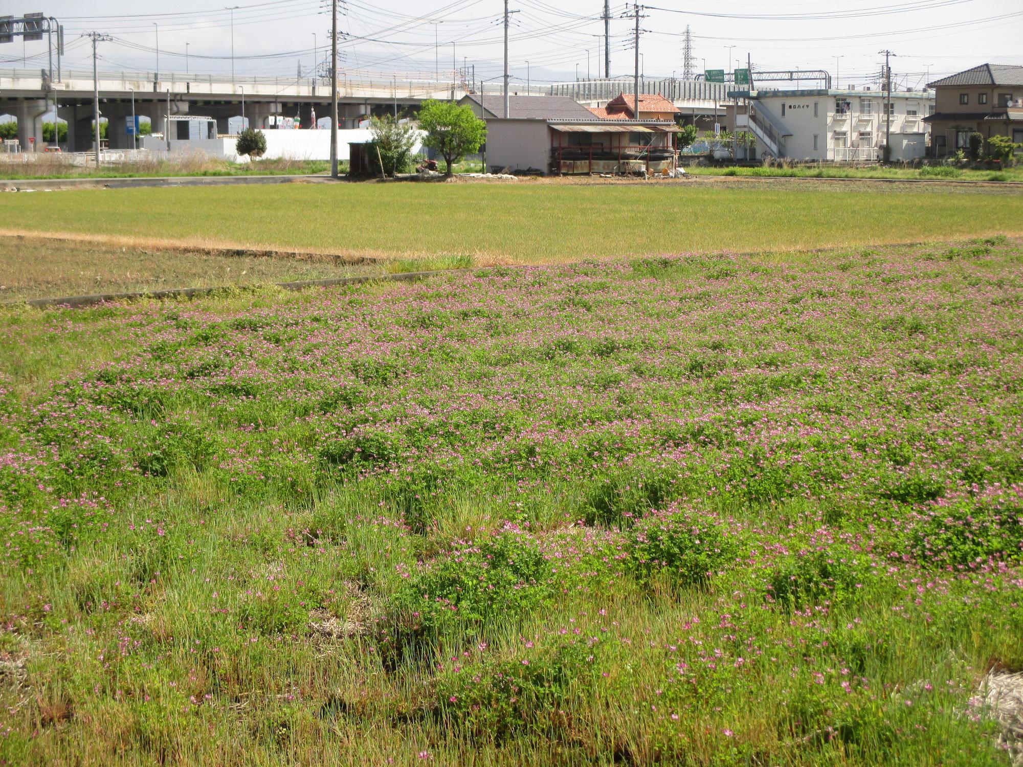 小井川駅付近れんげ開花状況