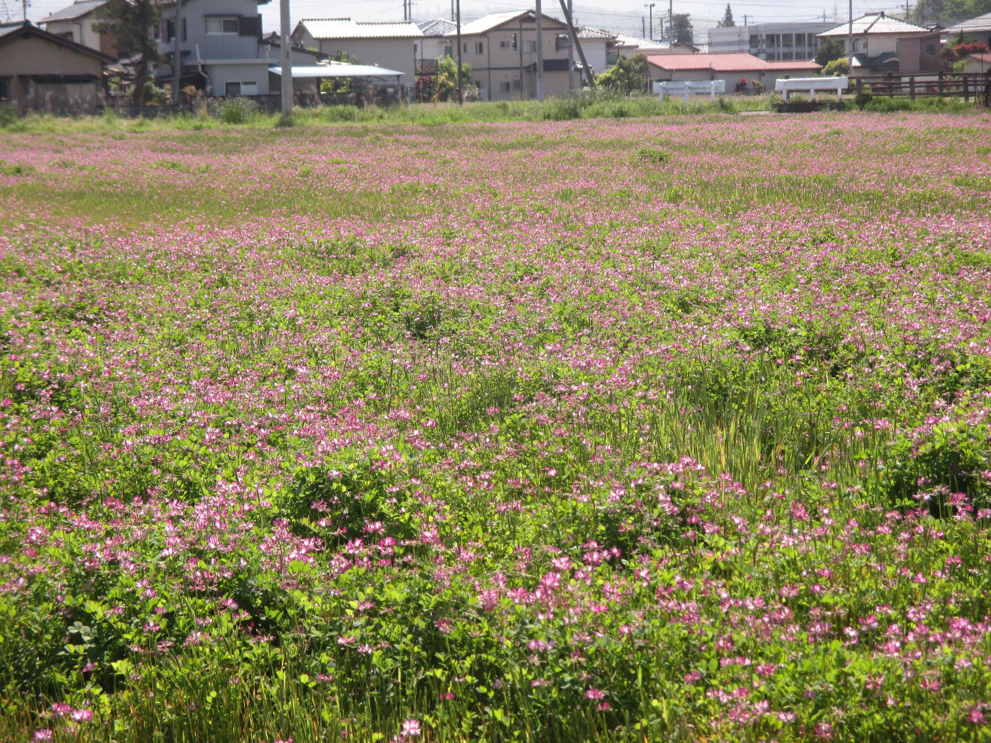 小井川駅付近れんげ開花状況