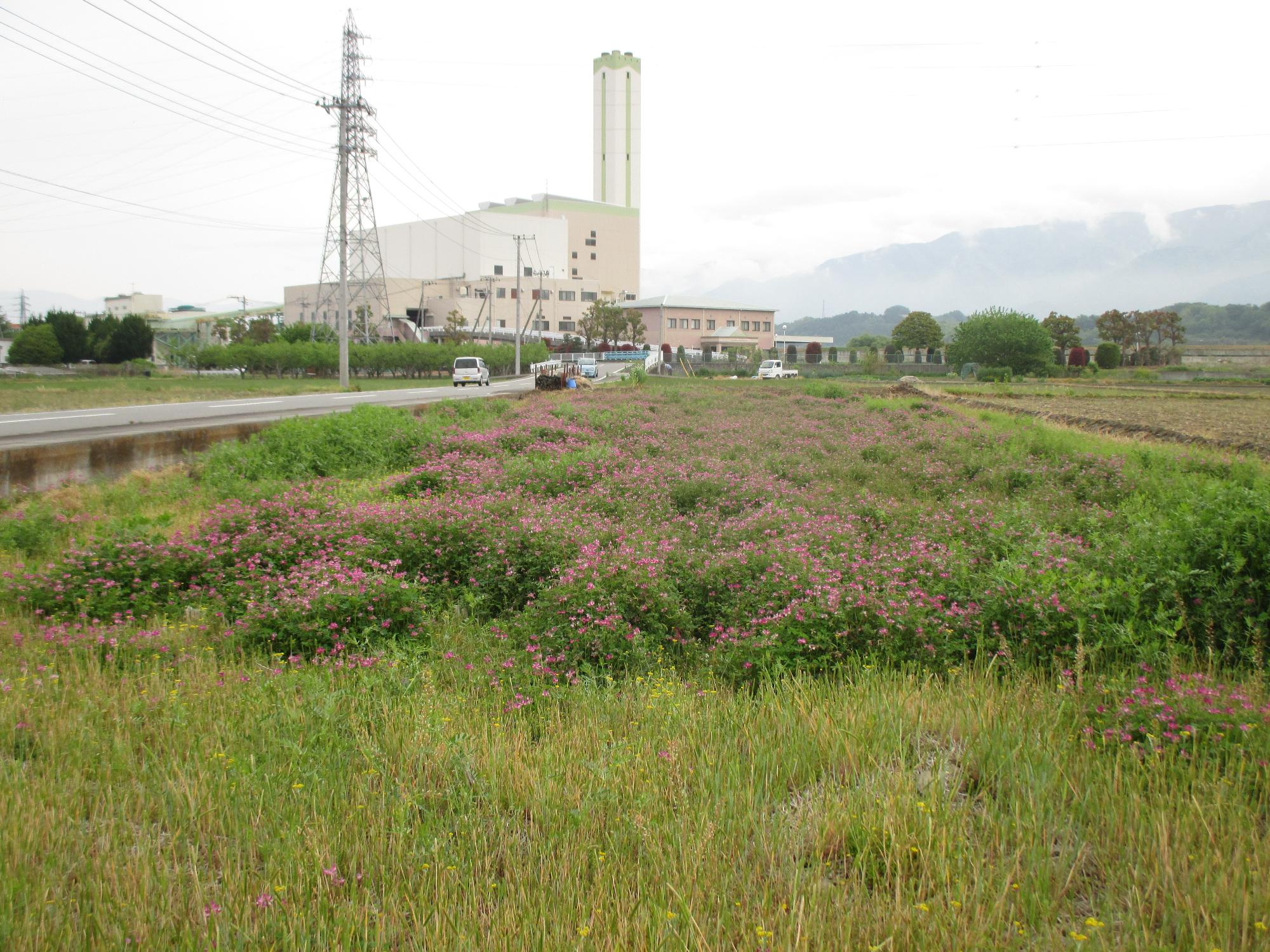 田富第3保育園付近のれんげ開花状況