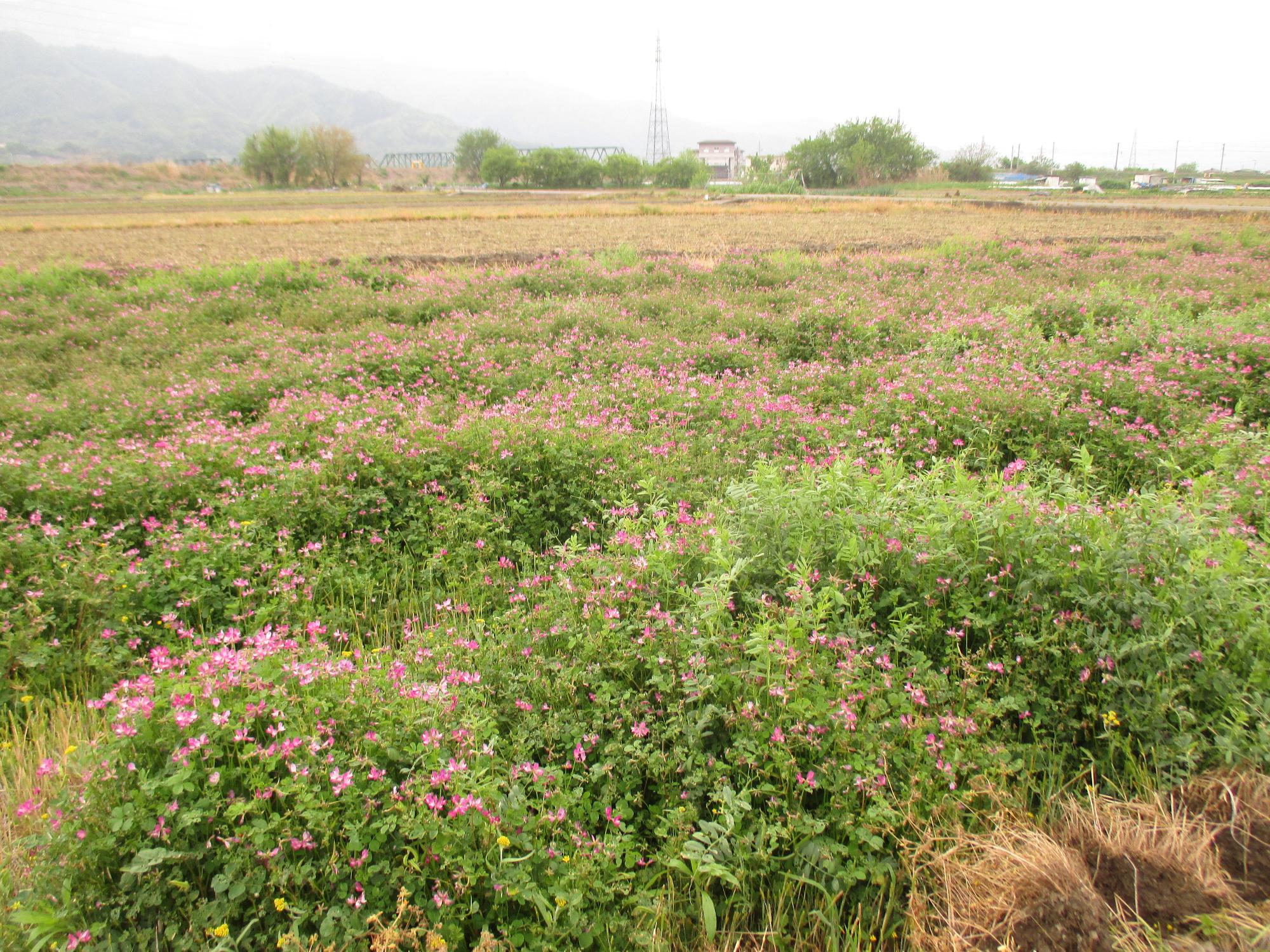 田富第3保育園付近のれんげ開花状況