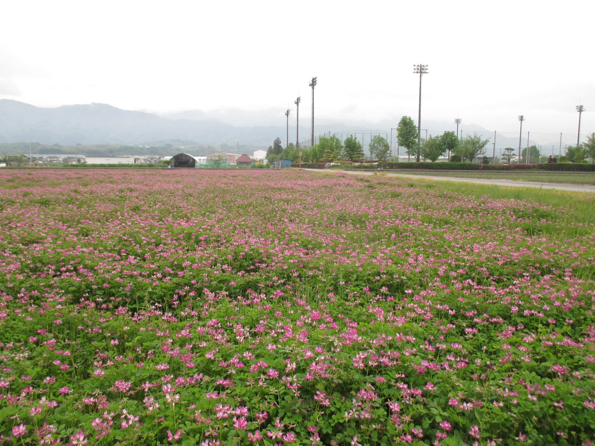 中巨摩第2グラウンド付近れんげ開花状況