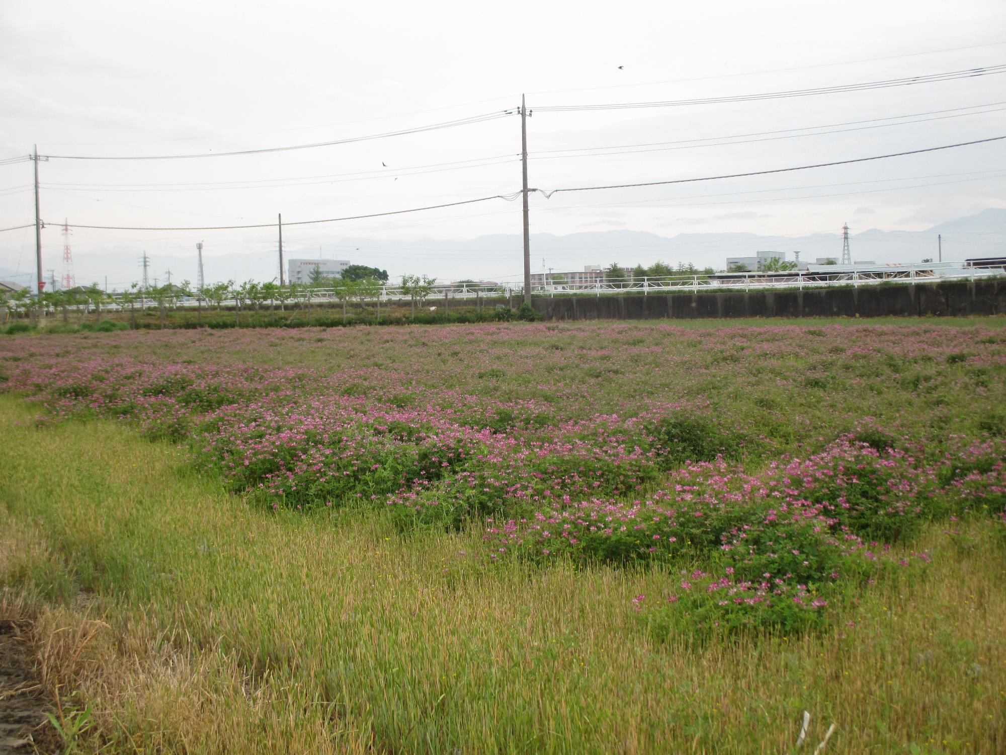 成島地区のれんげ開花状況