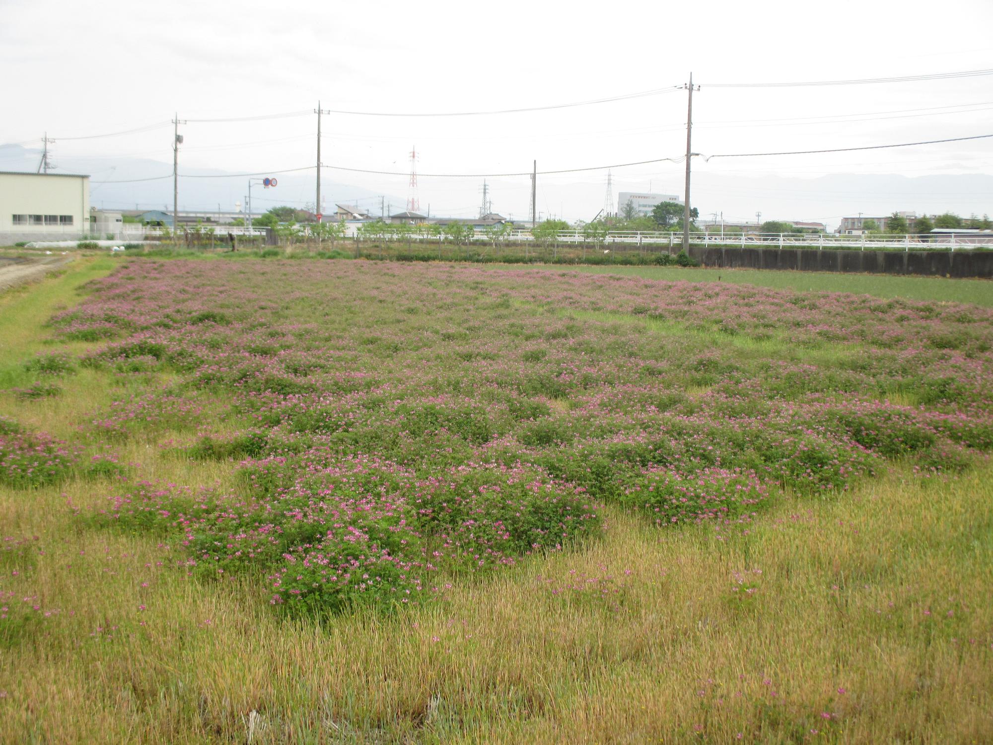 成島地区のれんげ開花状況