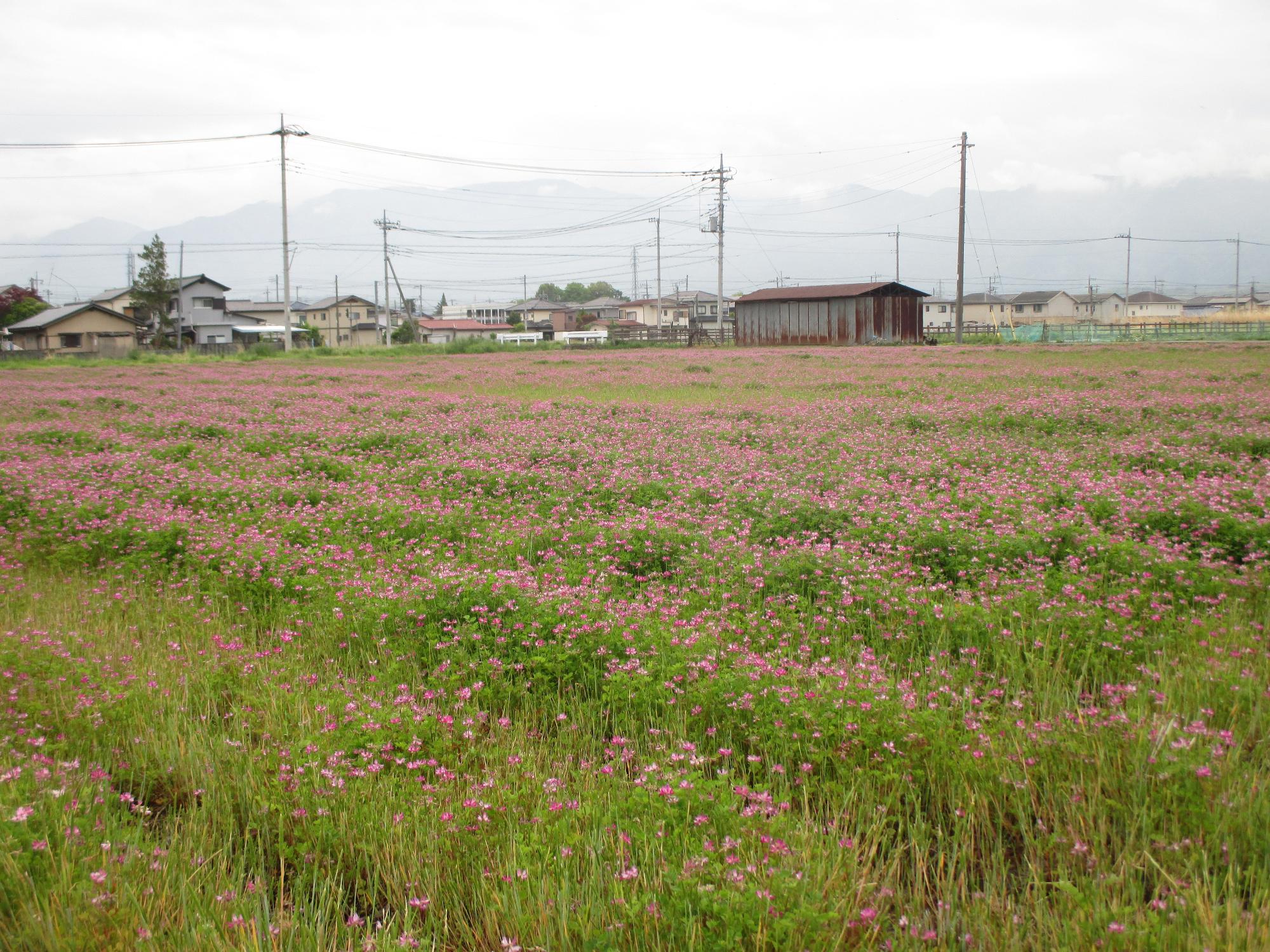 小井川駅付近れんげ開花状況