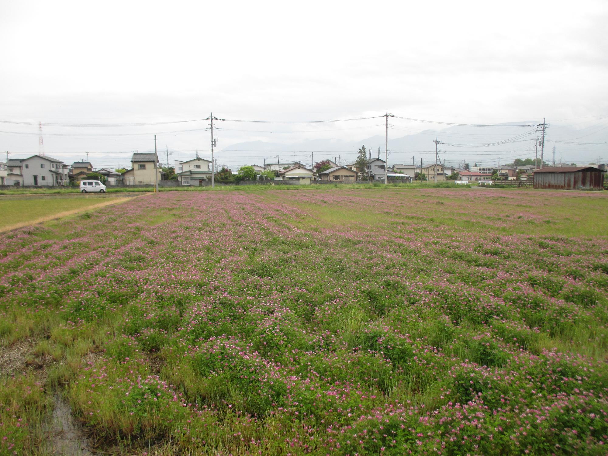 小井川駅付近れんげ開花状況