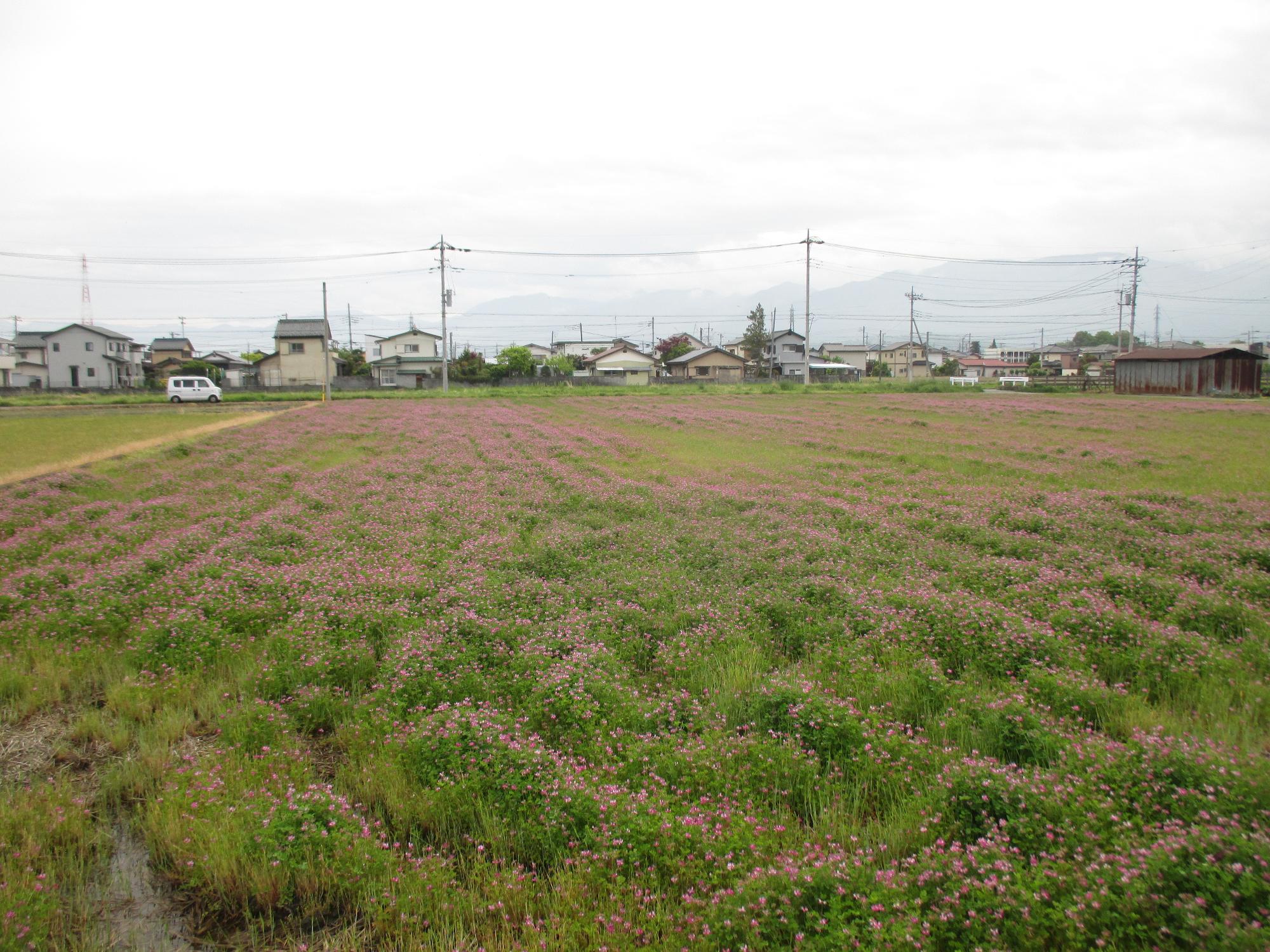 小井川駅付近れんげ開花状況