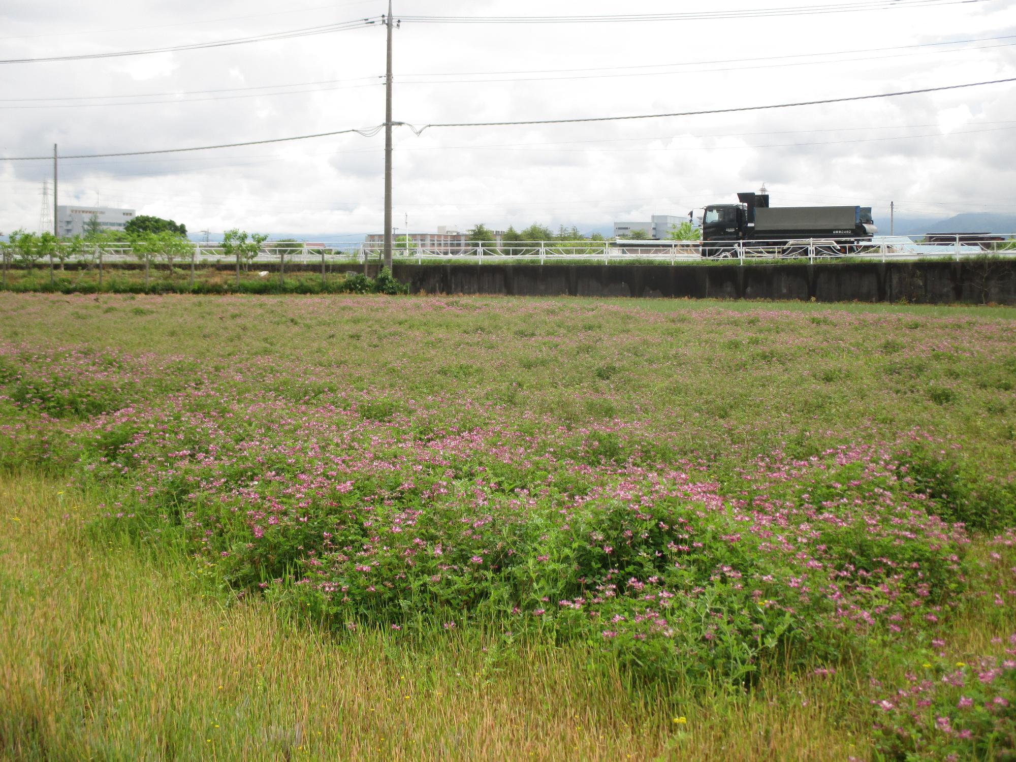 成島地区のれんげ開花状況