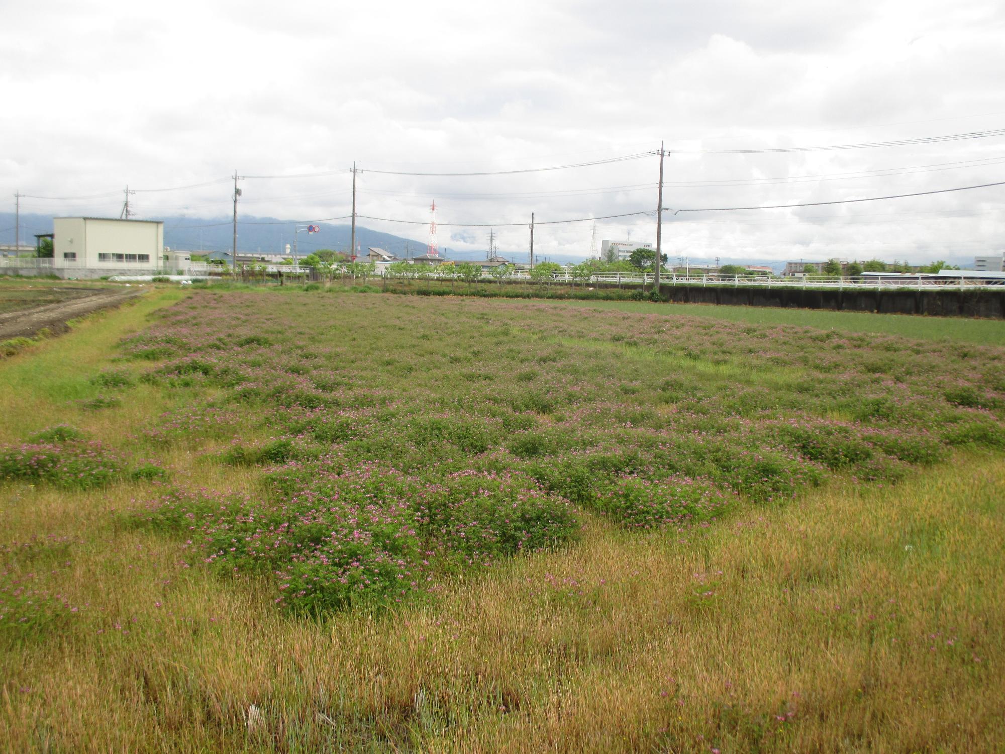 成島地区のれんげ開花状況