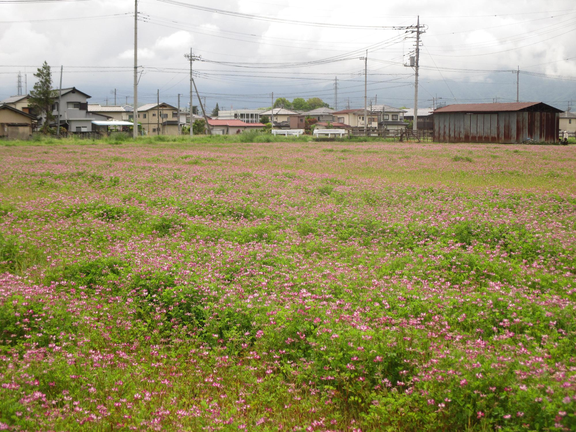 小井川駅付近れんげ開花状況