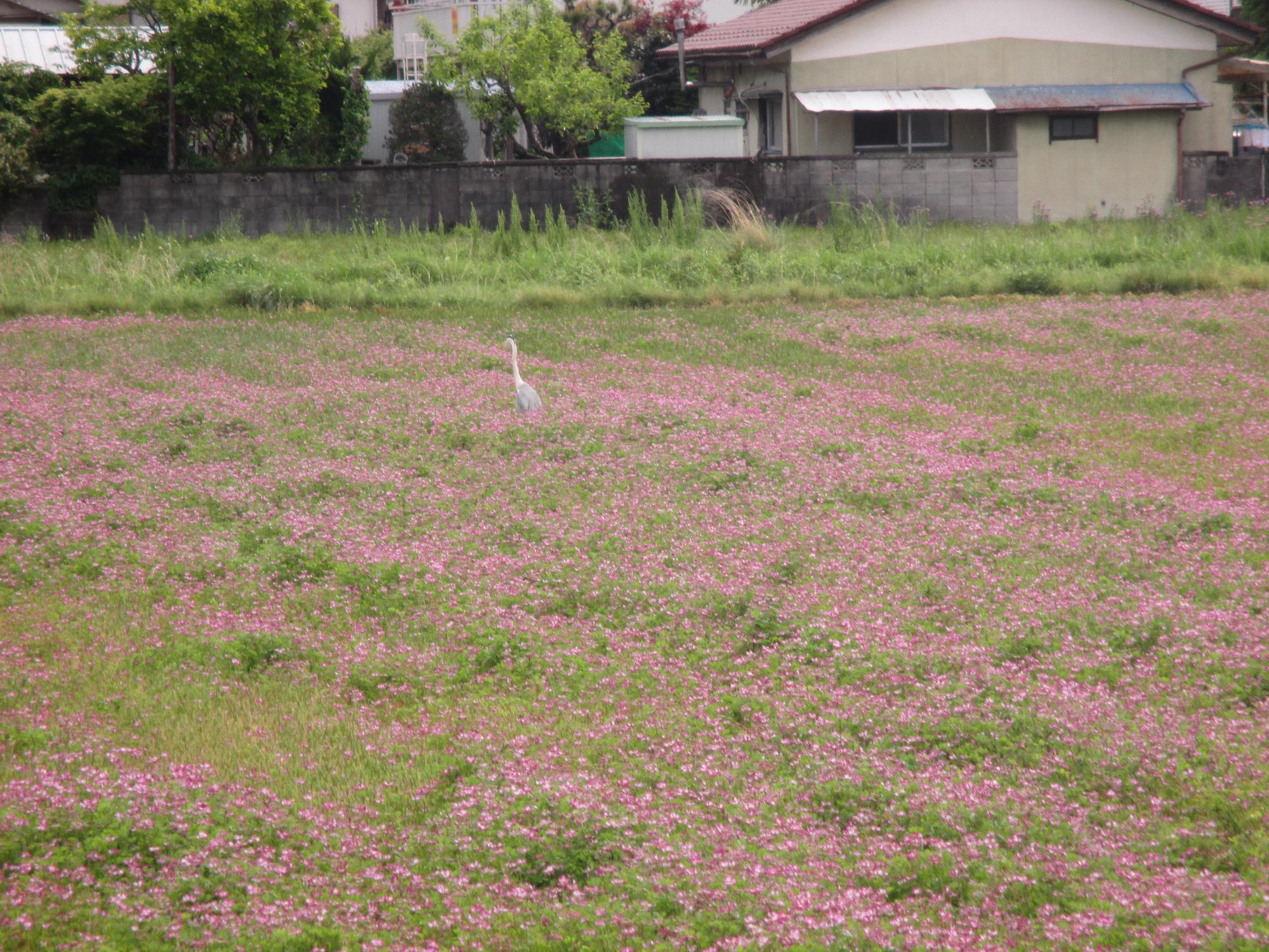 小井川駅付近れんげ開花状況