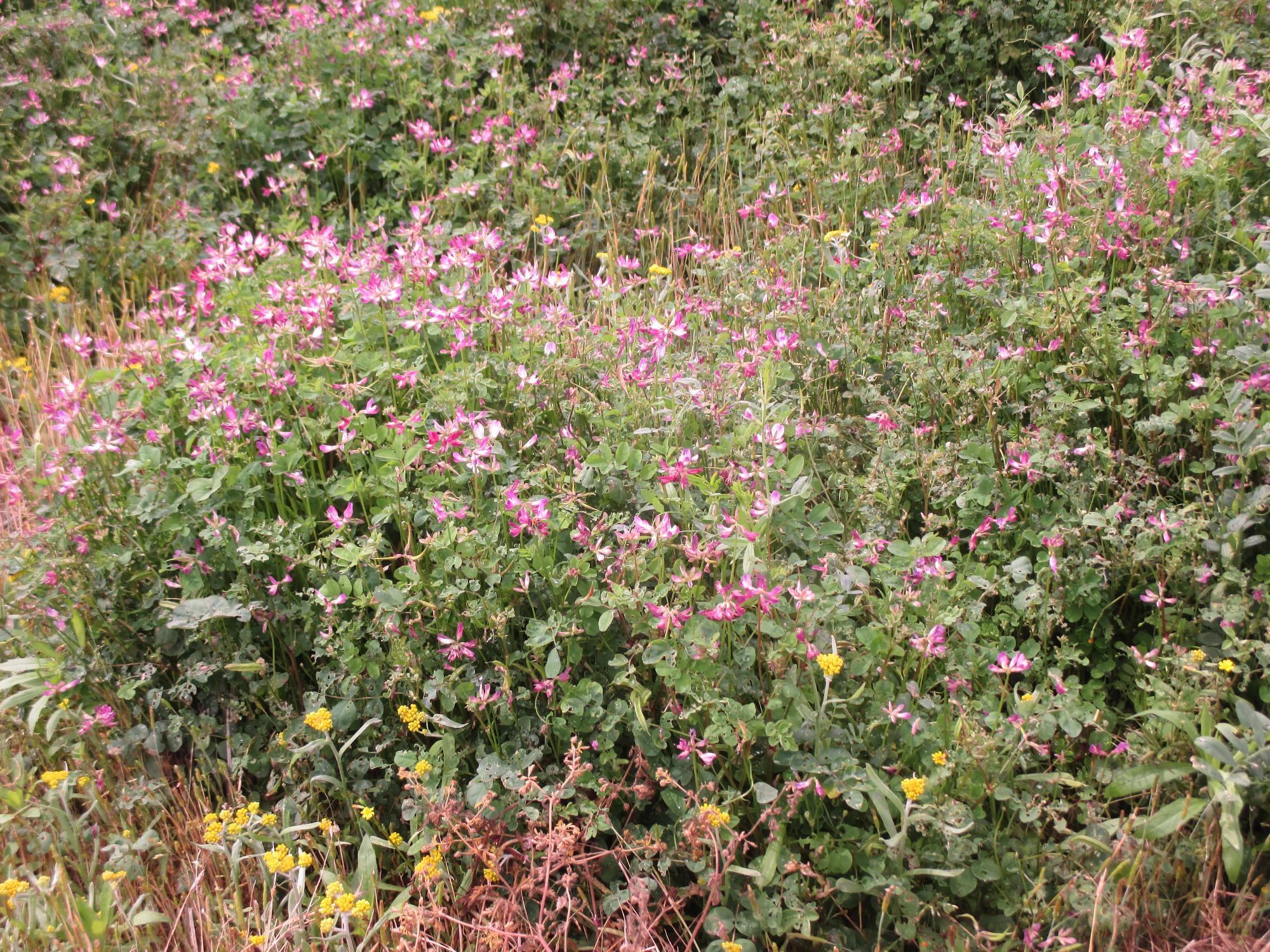 田富第3保育園付近のれんげ開花状況