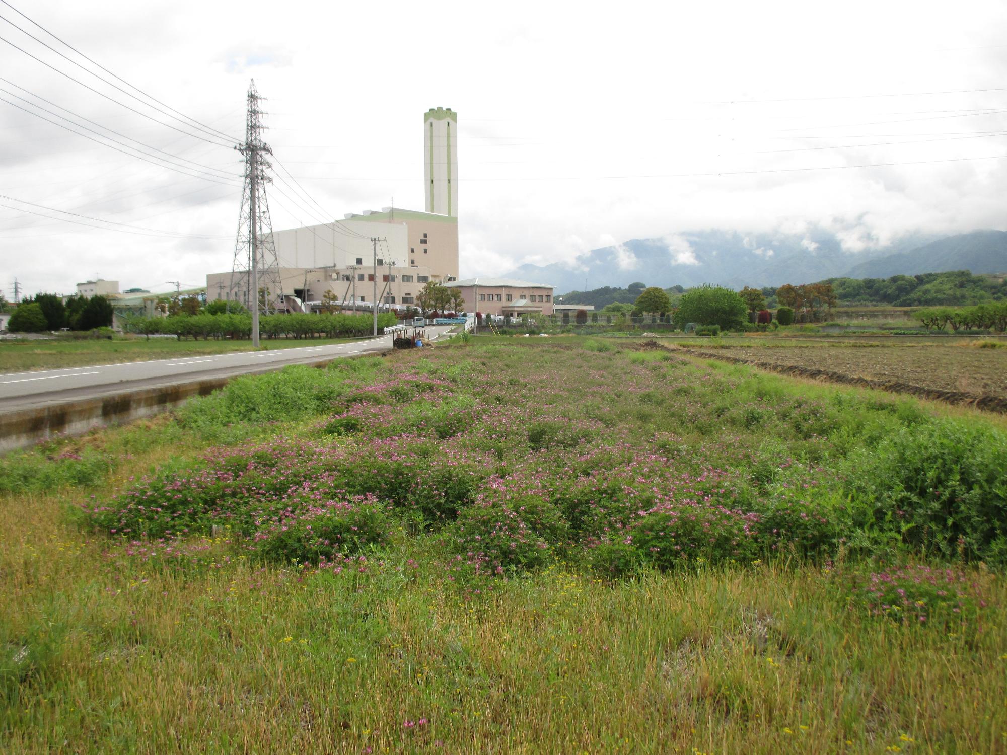 田富第3保育園付近のれんげ開花状況