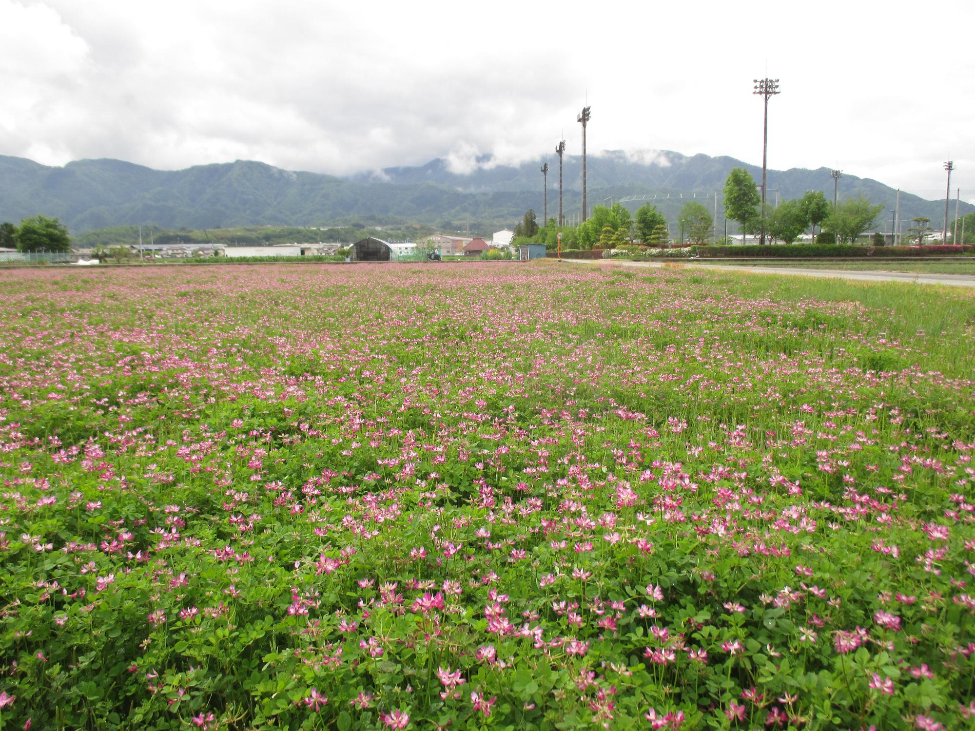 中巨摩第2グラウンド付近れんげ開花状況