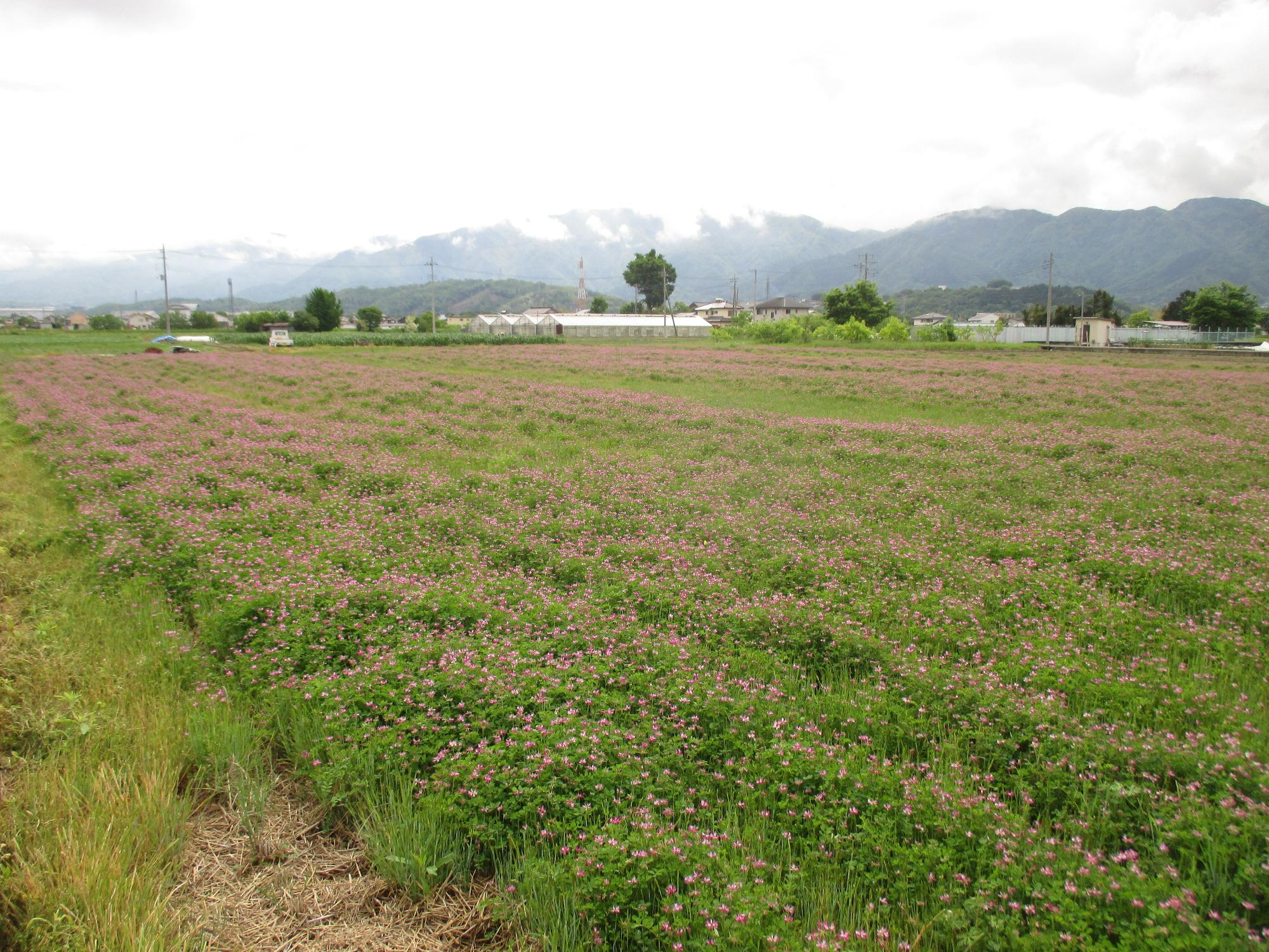 中巨摩第2グラウンド付近れんげ開花状況