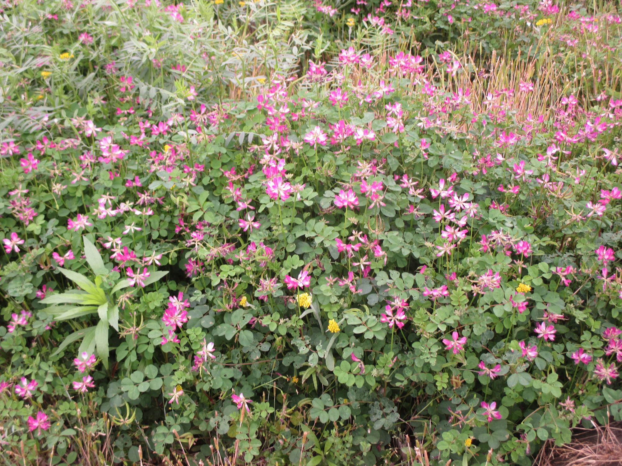 田富第3保育園付近のれんげ開花状況