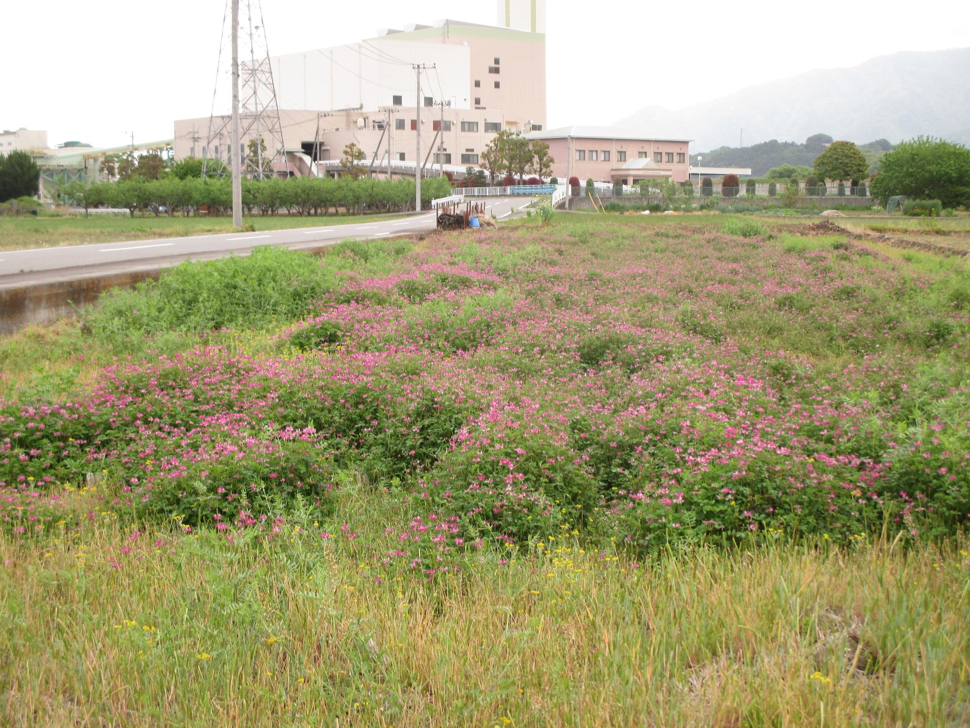 田富第3保育園付近のれんげ開花状況