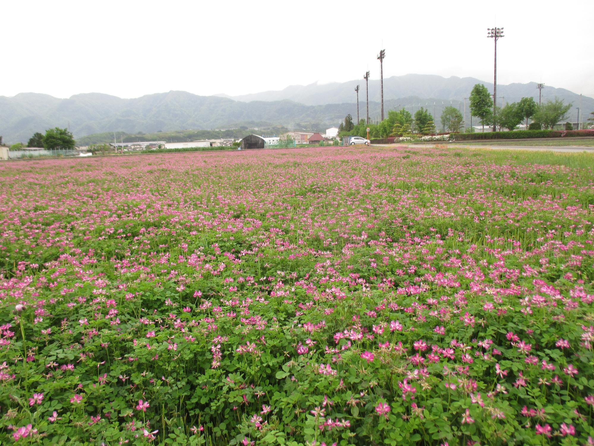 中巨摩第2グラウンド付近れんげ開花状況