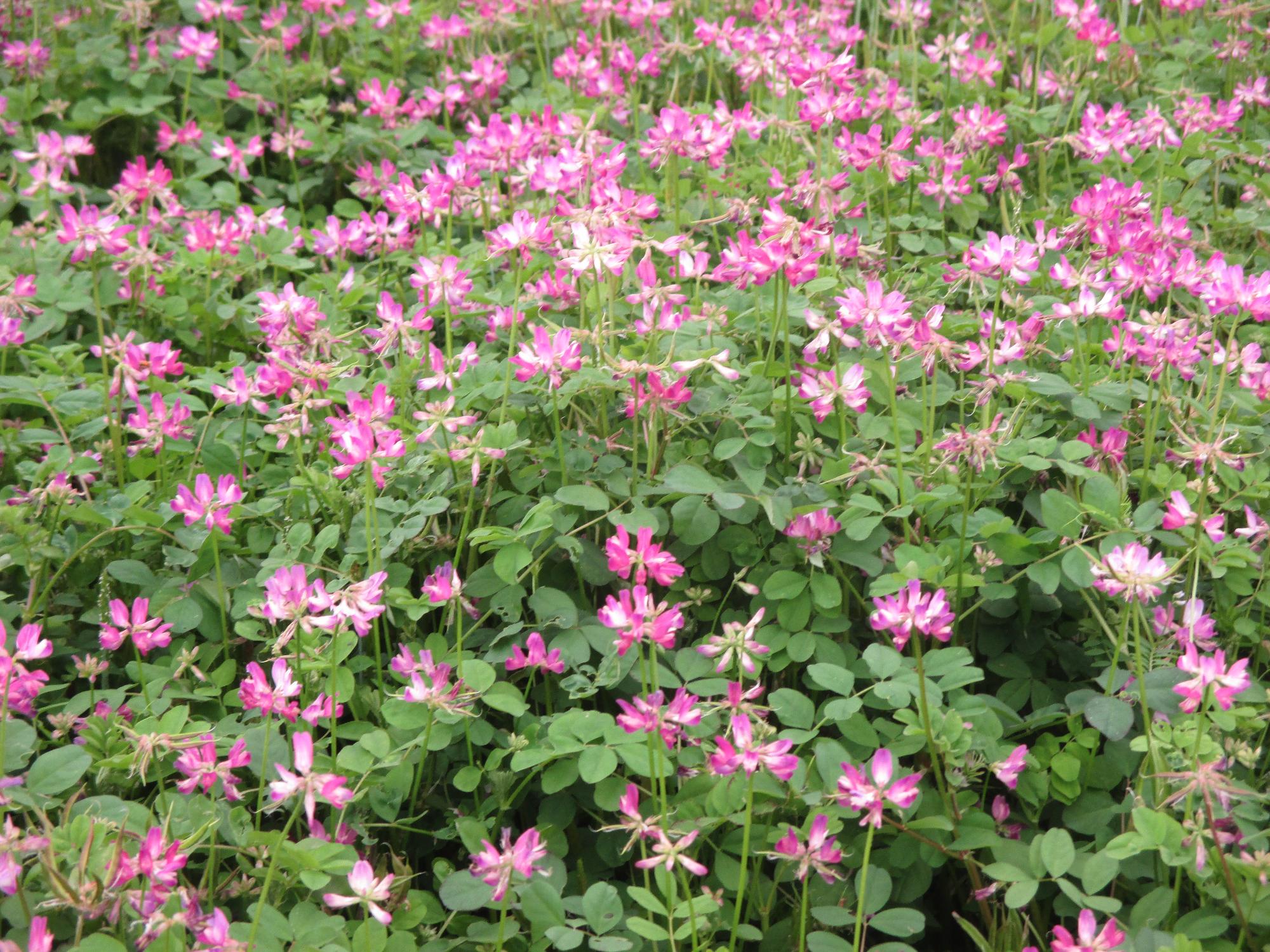 中巨摩第2グラウンド付近れんげ開花状況