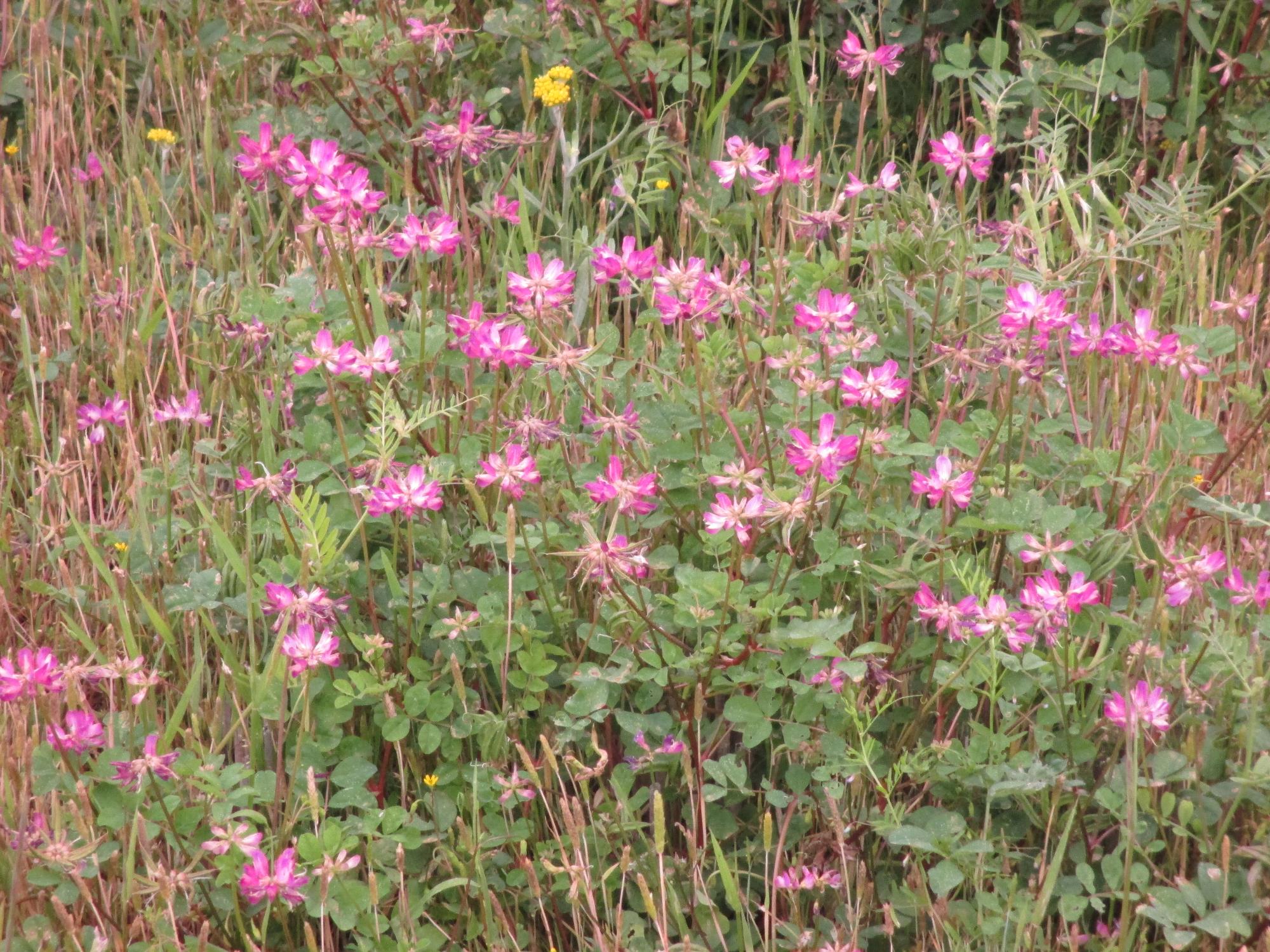 成島地区のれんげ開花状況