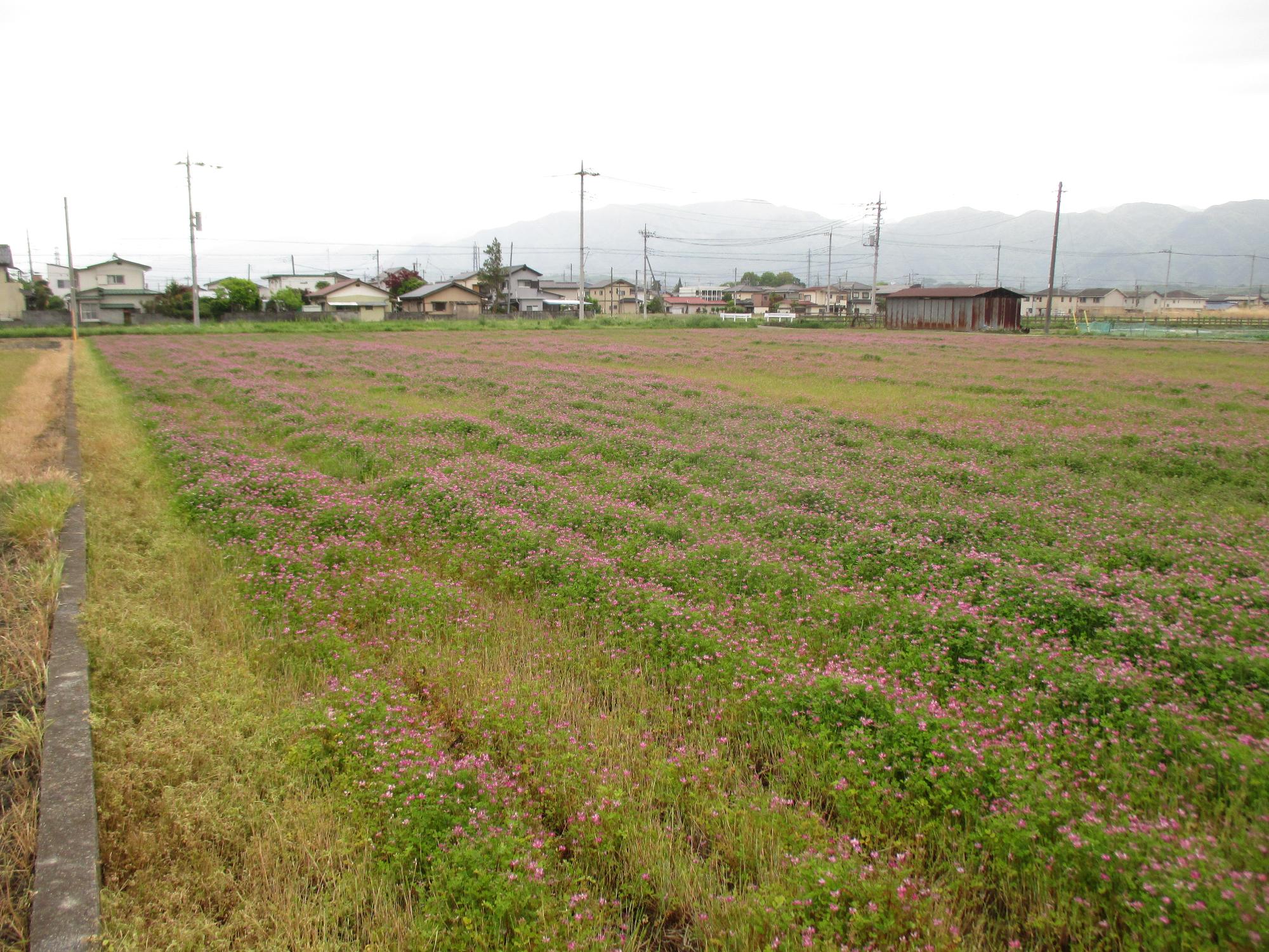 小井川駅付近れんげ開花状況