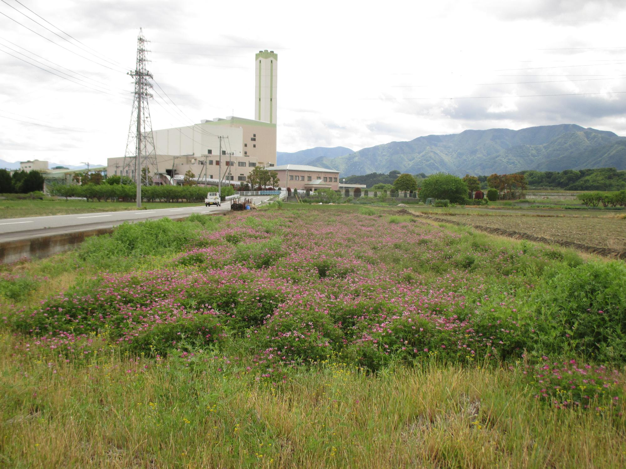 田富第3保育園付近のれんげ開花状況