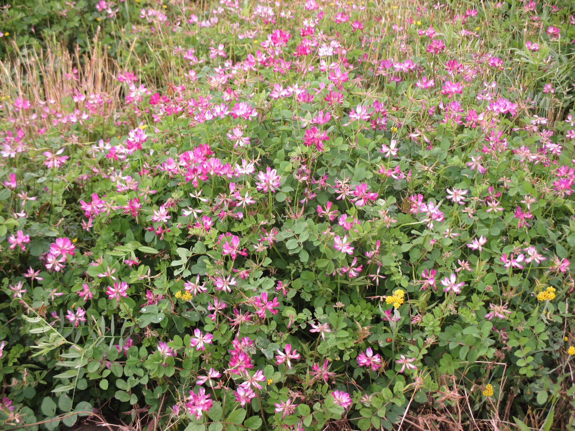 田富第3保育園付近のれんげ開花状況