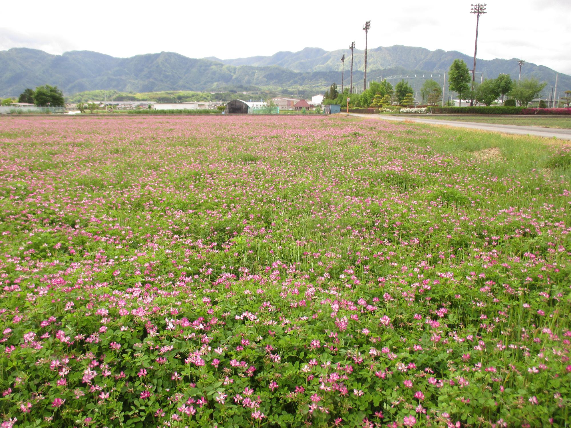 中巨摩第2グラウンド付近れんげ開花状況