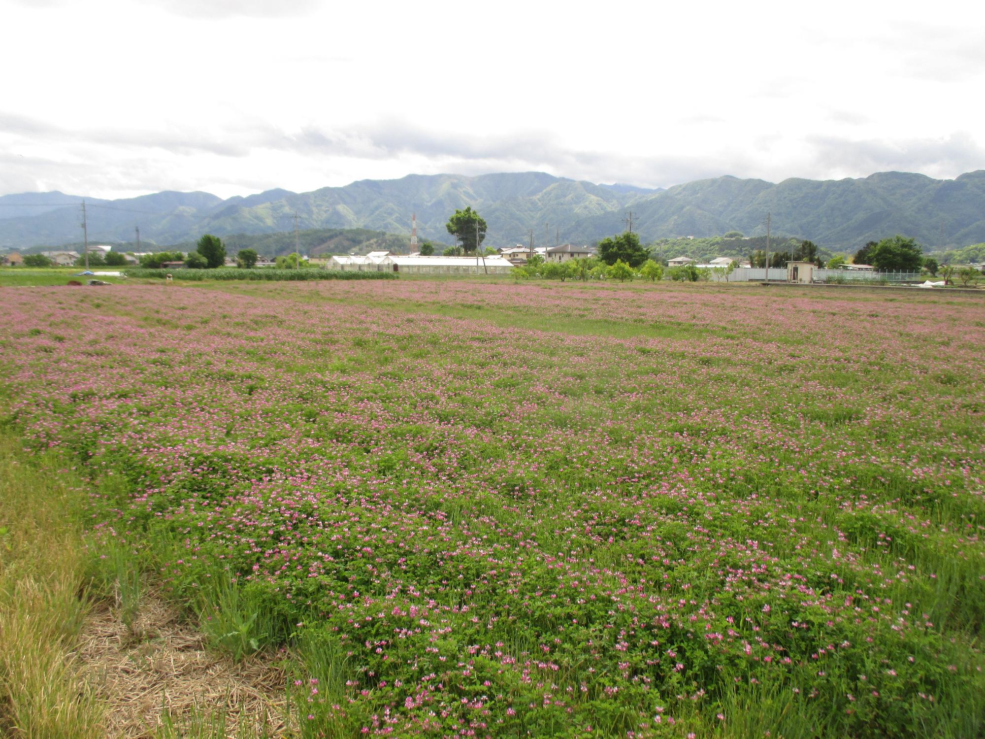 中巨摩第2グラウンド付近れんげ開花状況