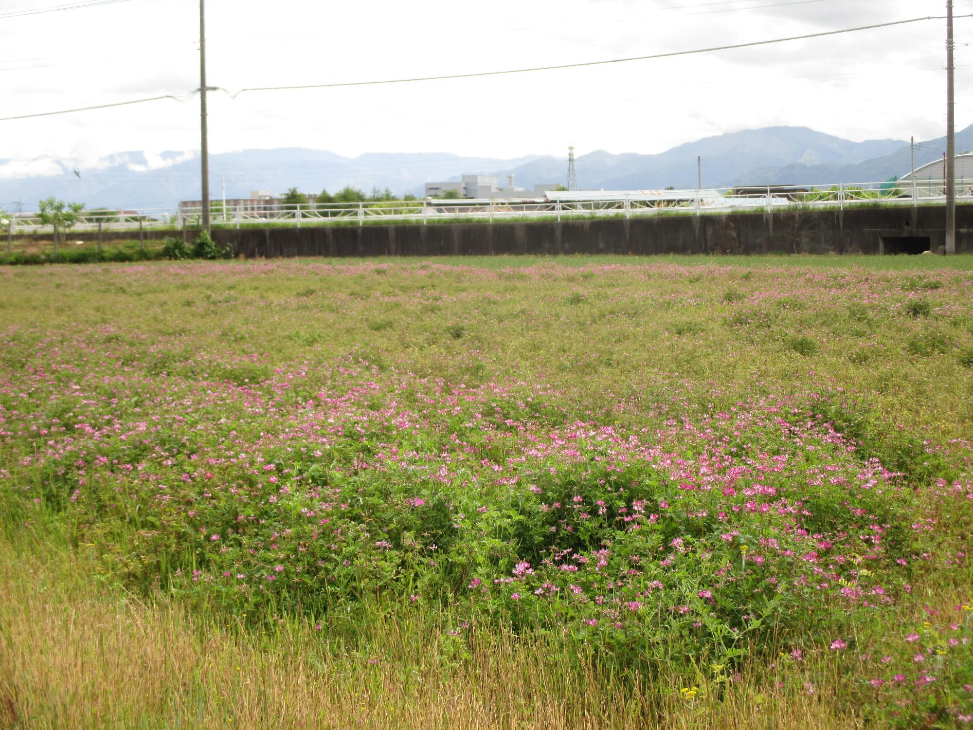 成島地区のれんげ開花状況