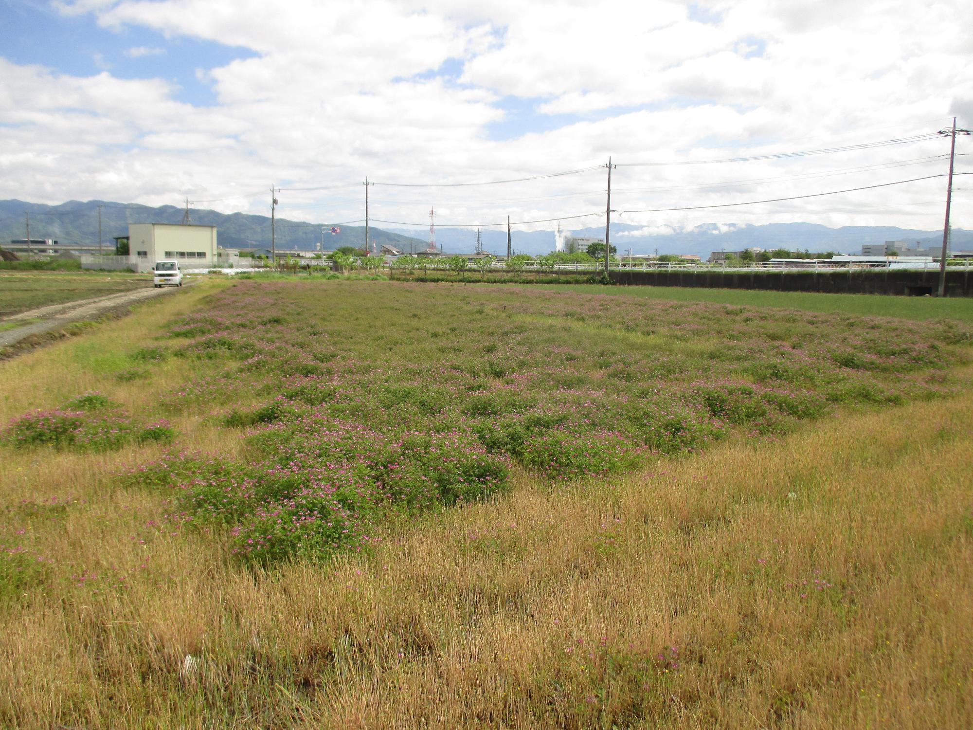 成島地区のれんげ開花状況