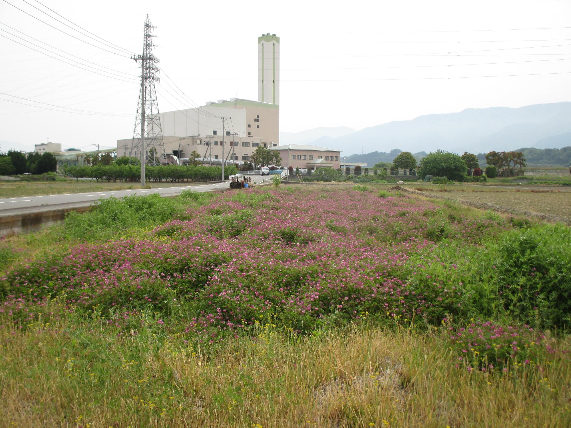 田富第3保育園付近のれんげ開花状況