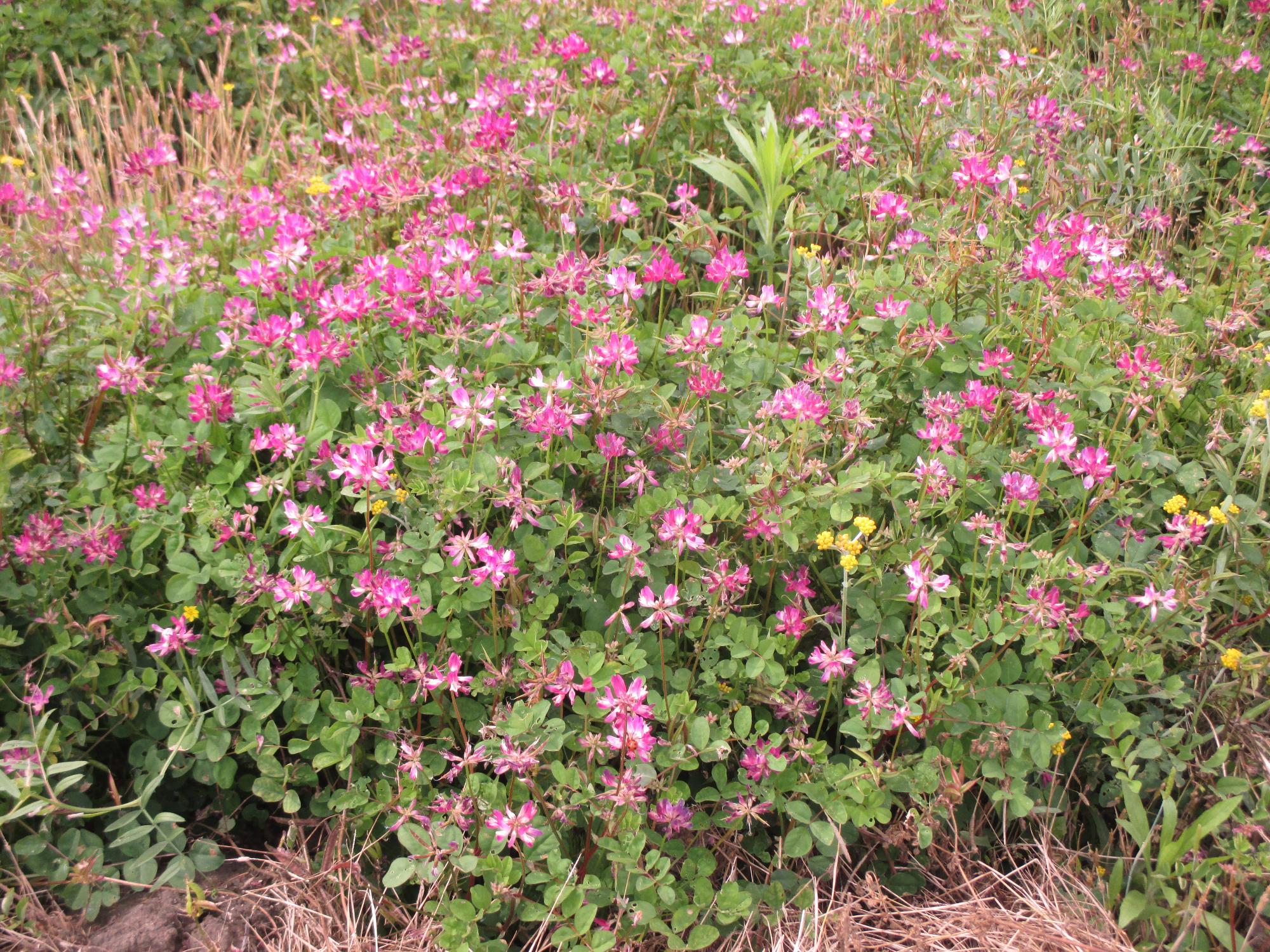 田富第3保育園付近のれんげ開花状況