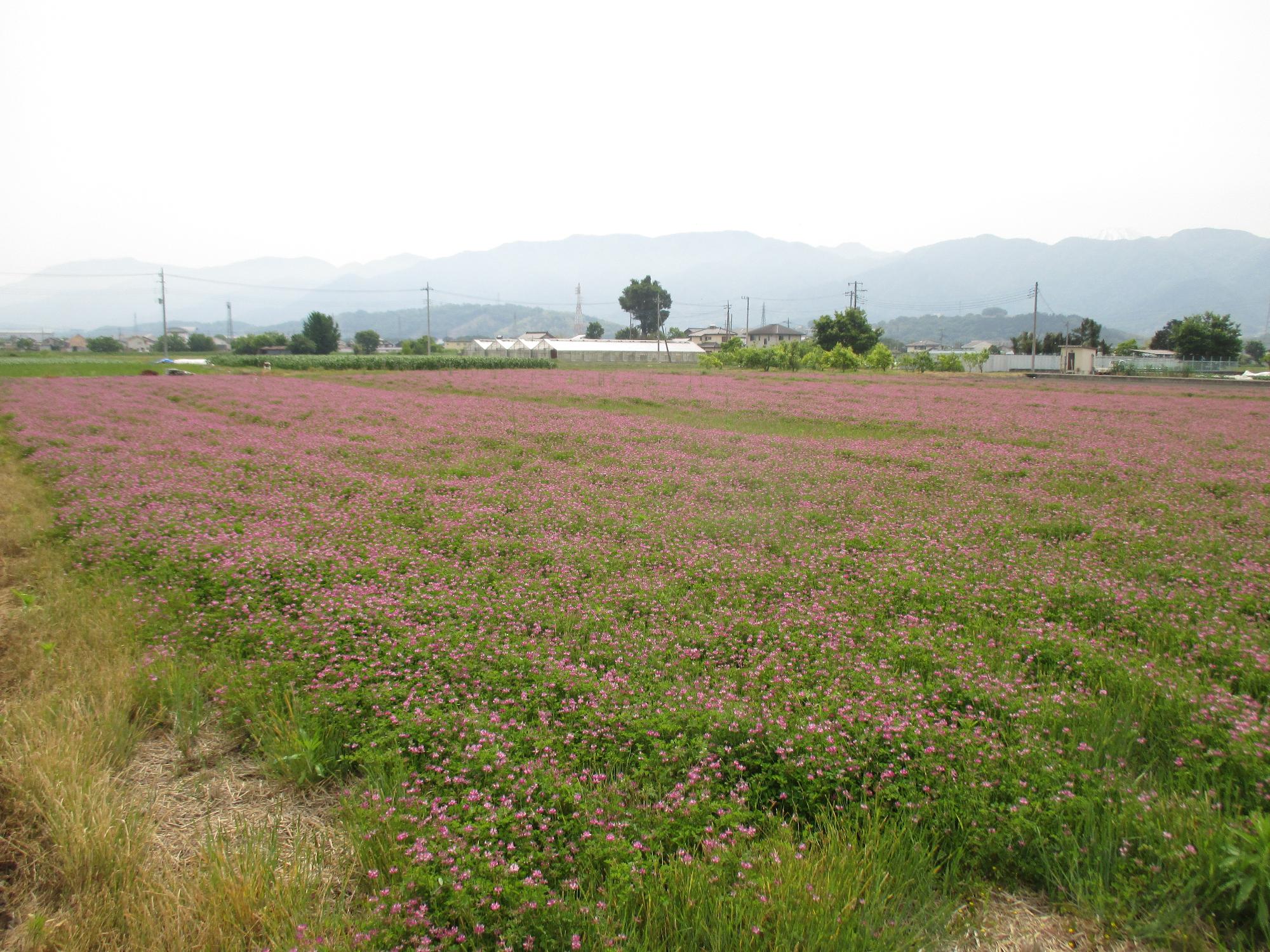 中巨摩第2グラウンド付近れんげ開花状況